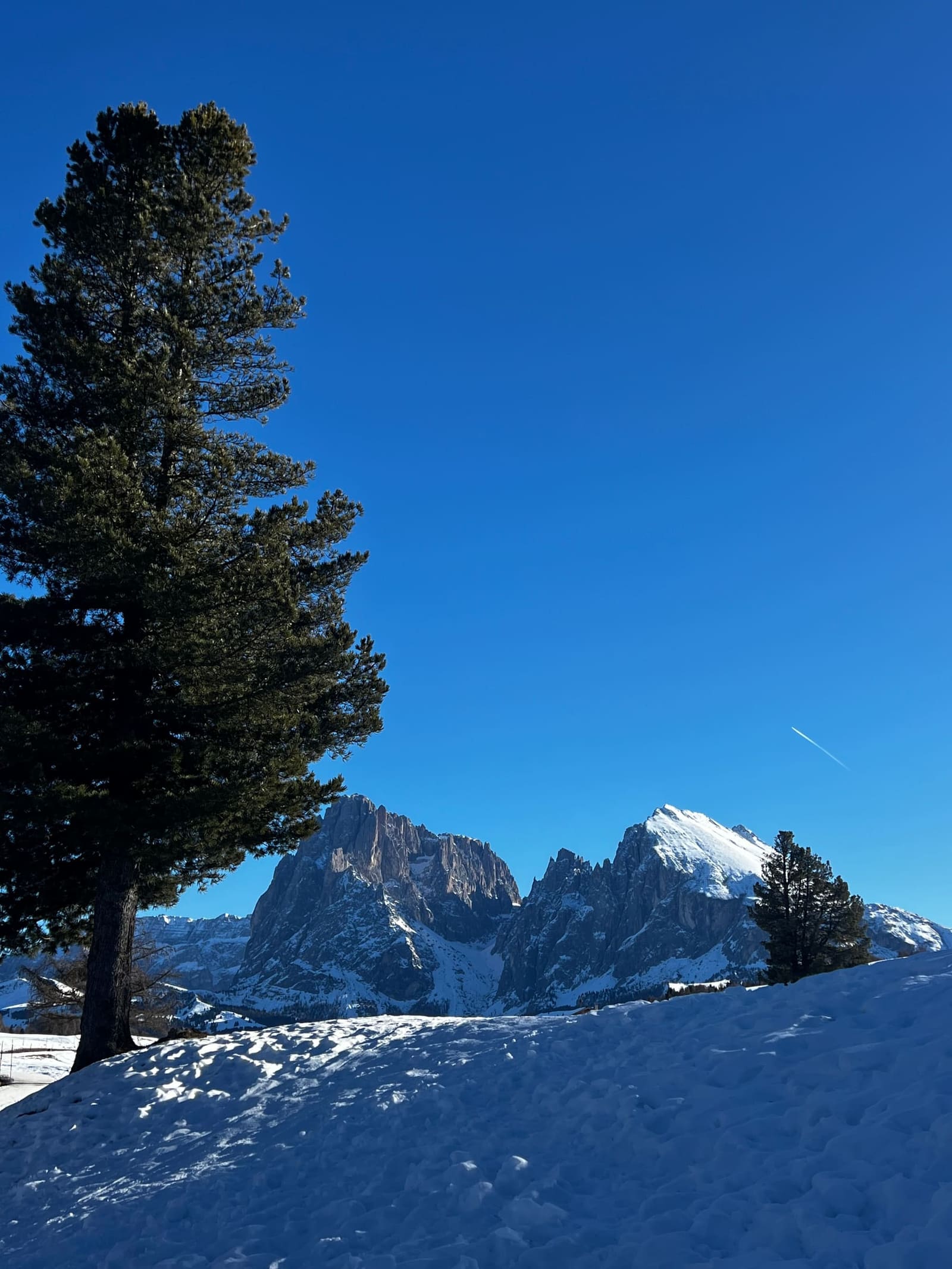 un pino cembro isolato sulla neve, e dietro il Sassolungo e il Sassopiatto