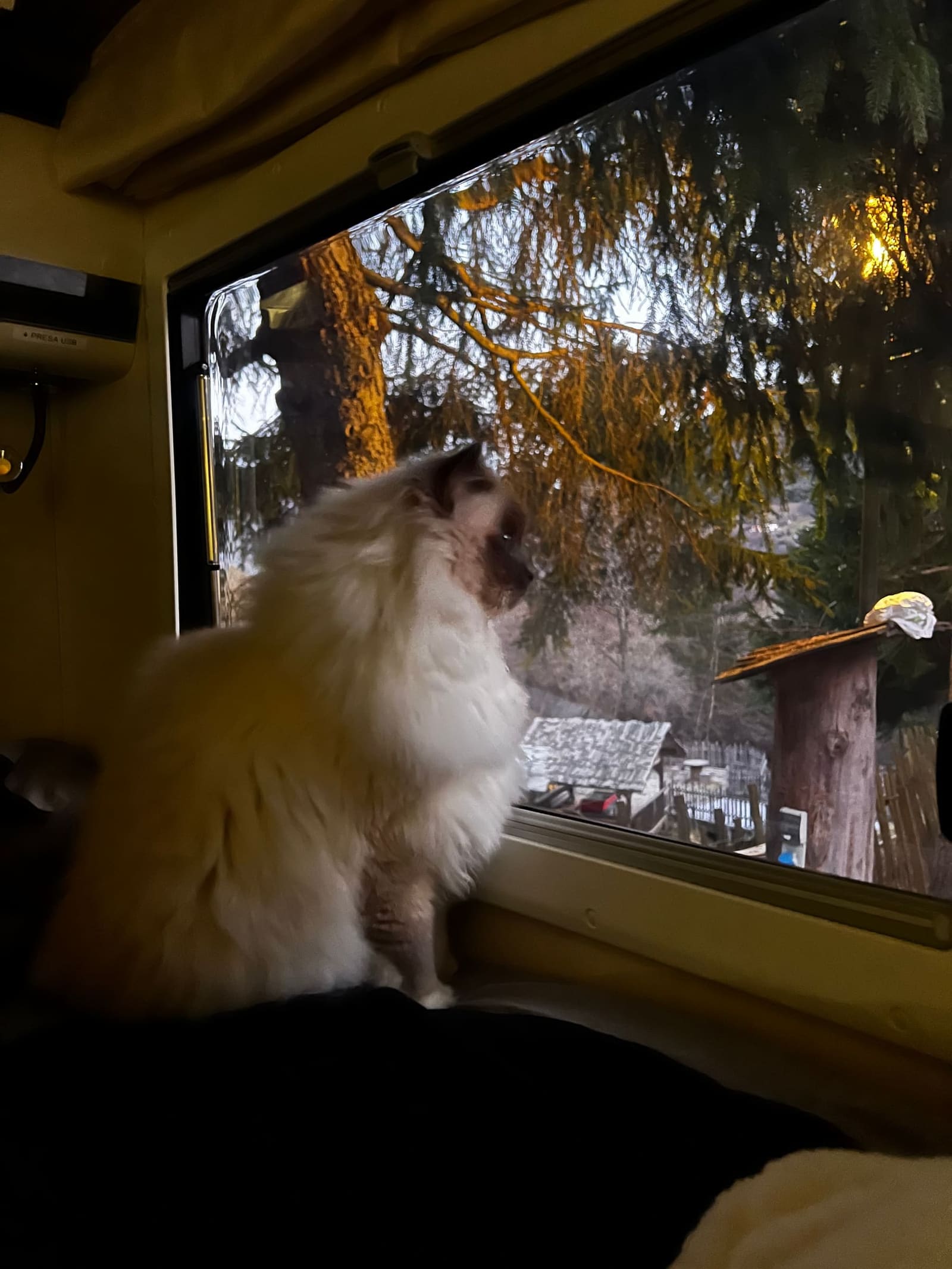 Louis alla finestra del camper, che guarda fuori nel primo sole