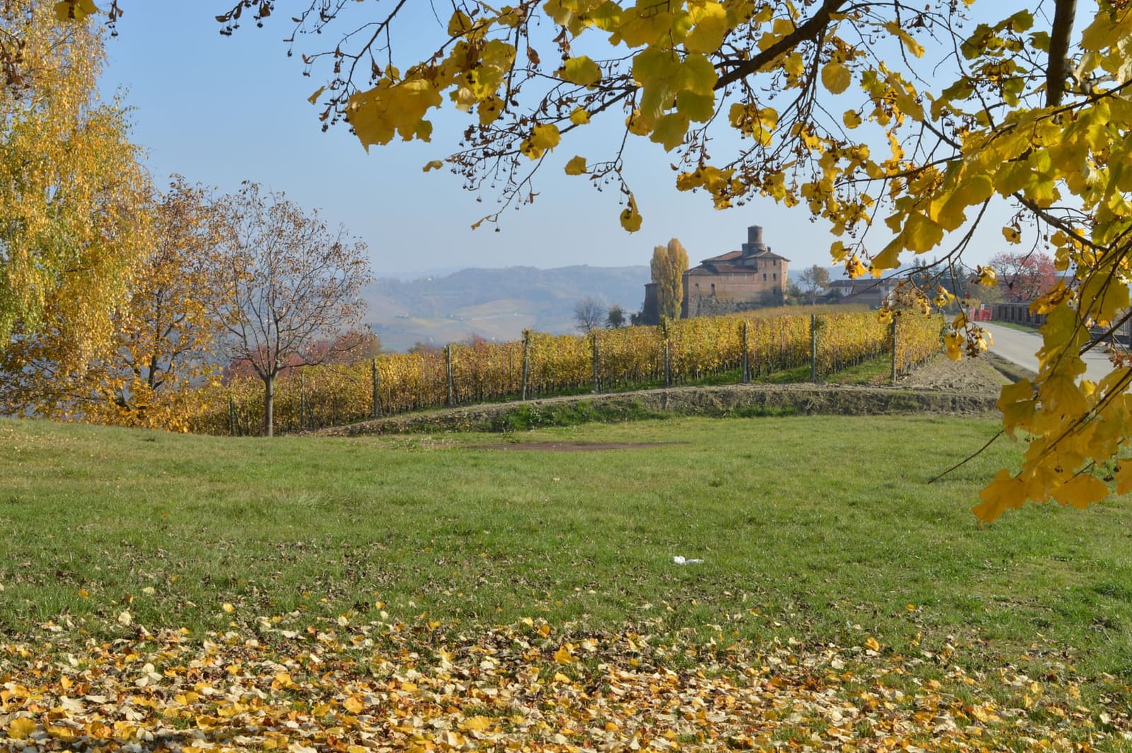 il Castello della Volta oltre una vigna d'autunno, fra le foglie gialle