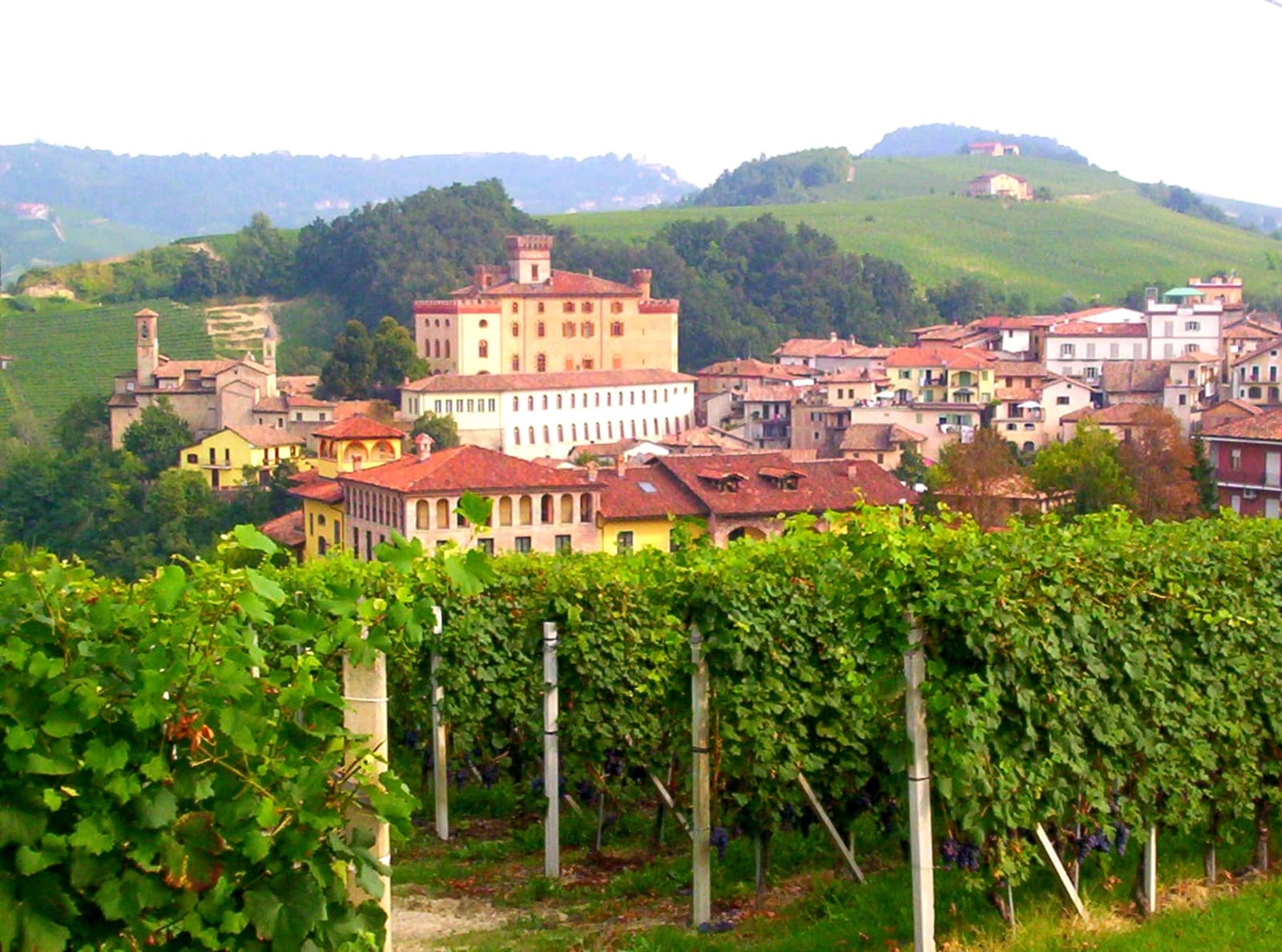 il castello Falletti e le case del paese sopra un filare di vite