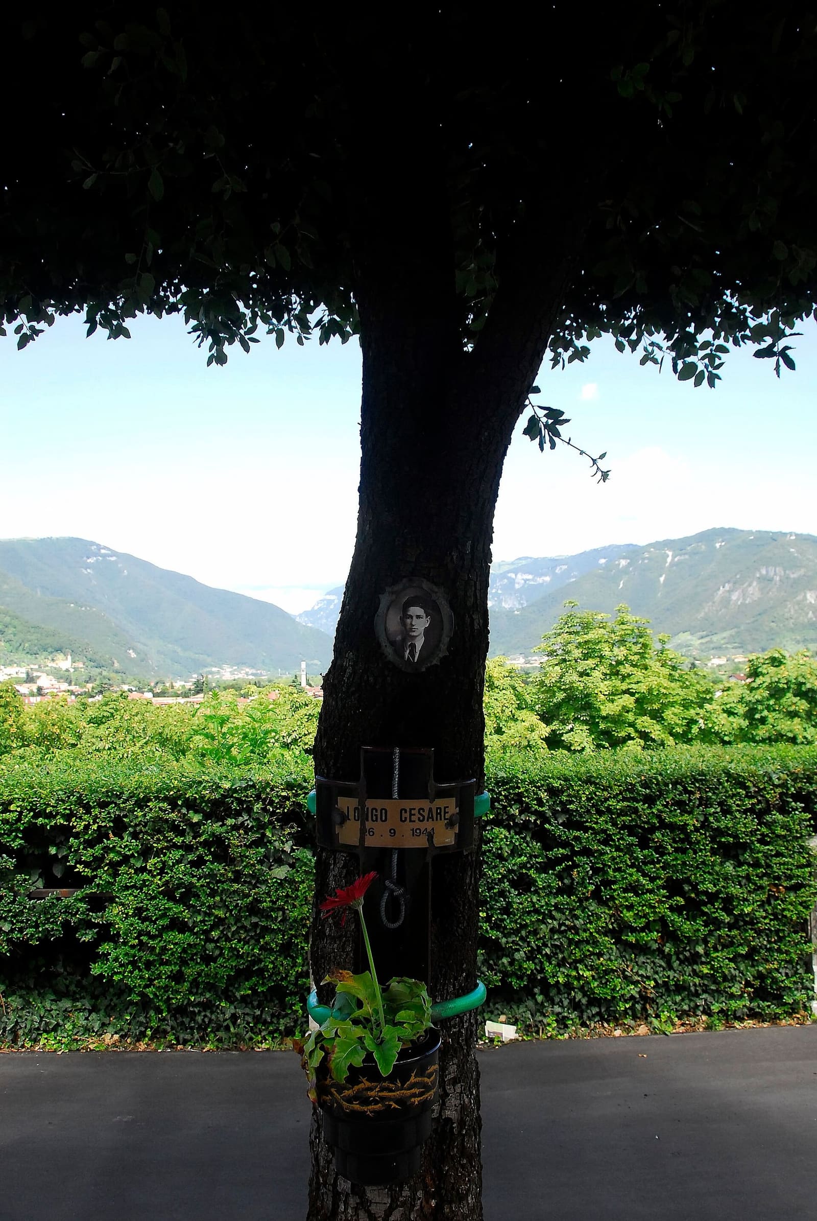 un leccio del Viale dei Martiri con il ritratto di uno dei ragazzi impiccati nel 1944, e le montagne dietro