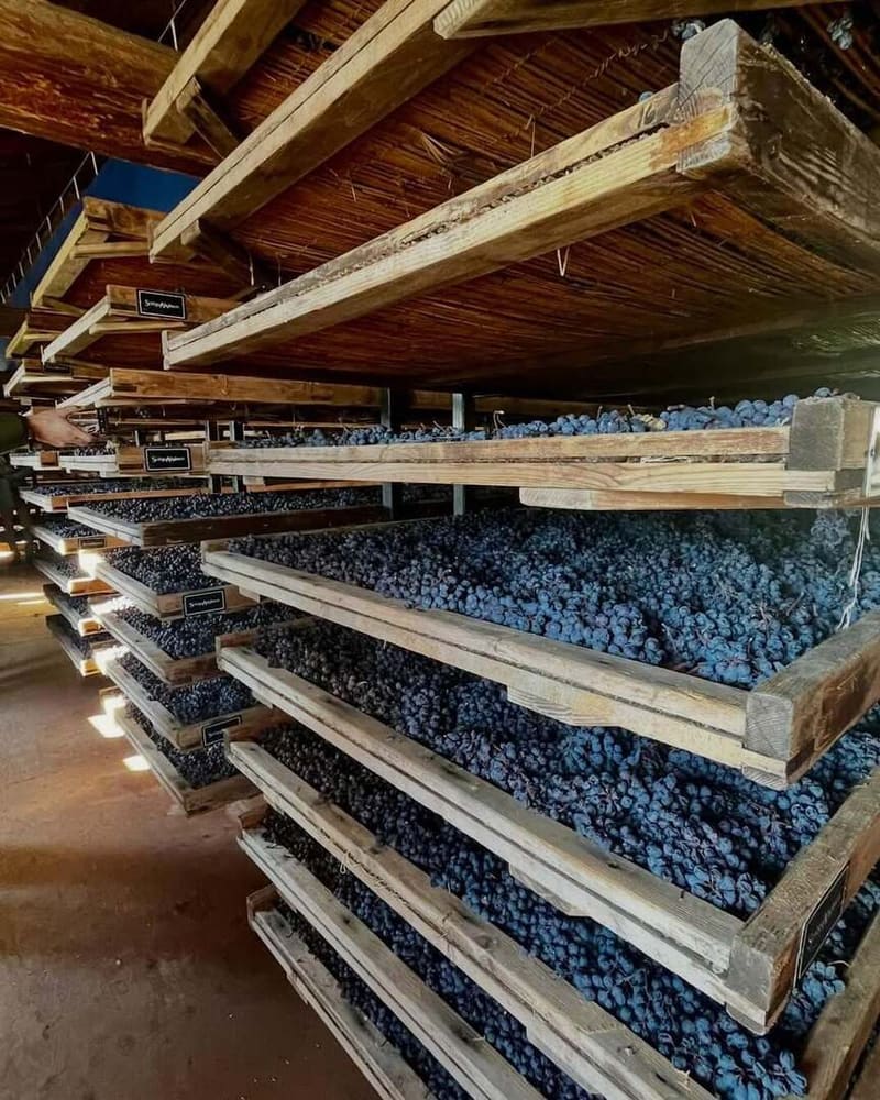 le file di graticci nel fruttaio, cariche di grappoli in appassimento fin sotto il soffitto di travi