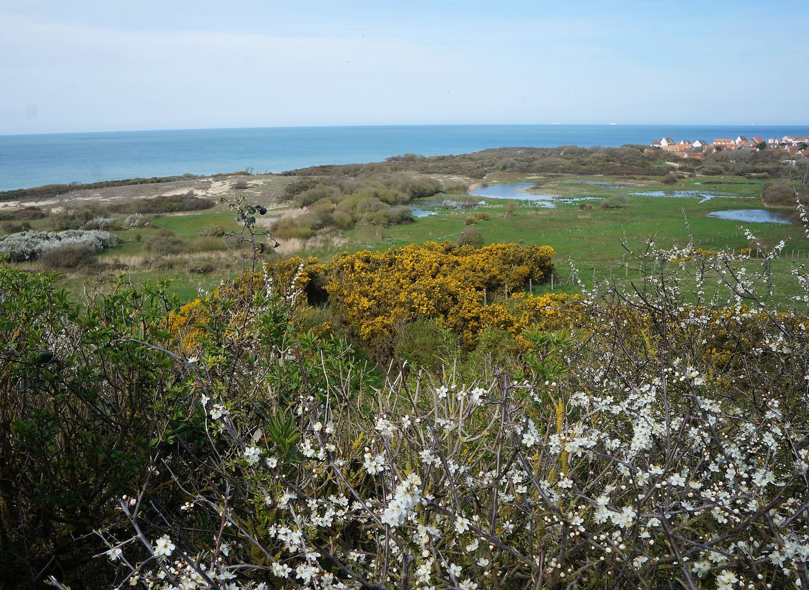 blackthorn and gorse in flower above the Tardinghen marsh, with its pools and the sea, in April