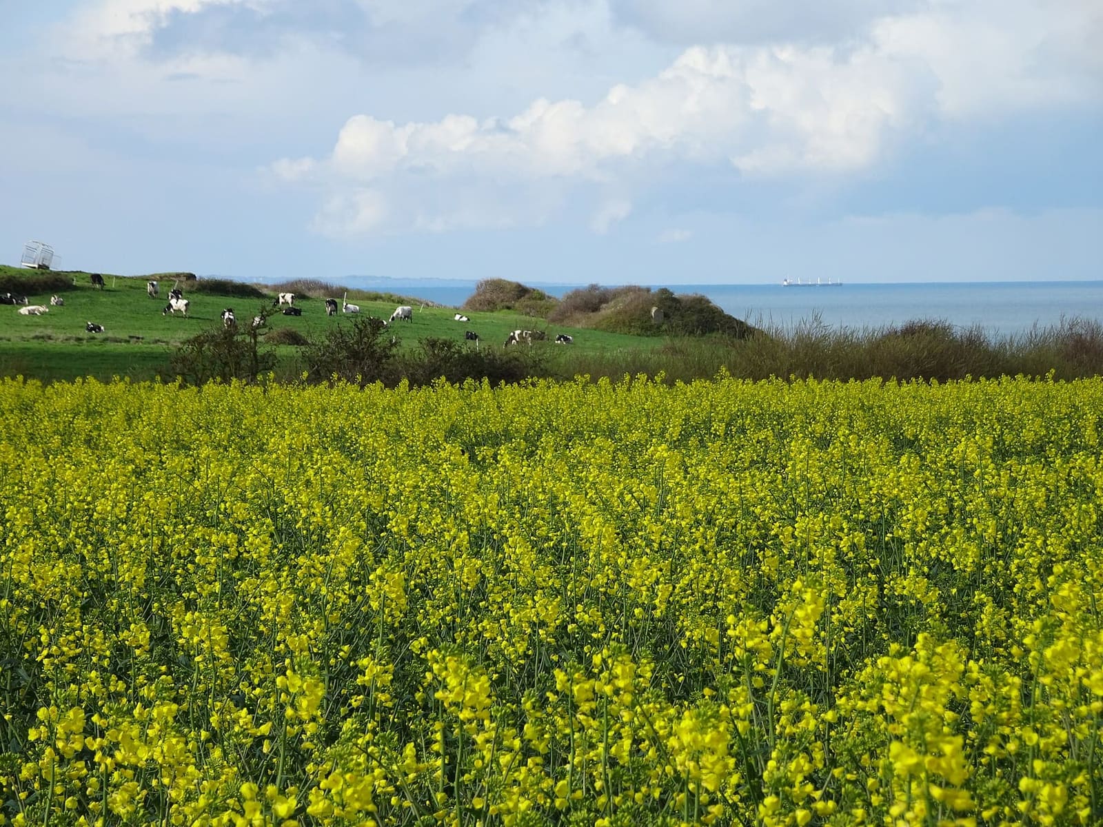 flowering rapeseed and sheep on Mont d'Hubert, with the sea behind, in April