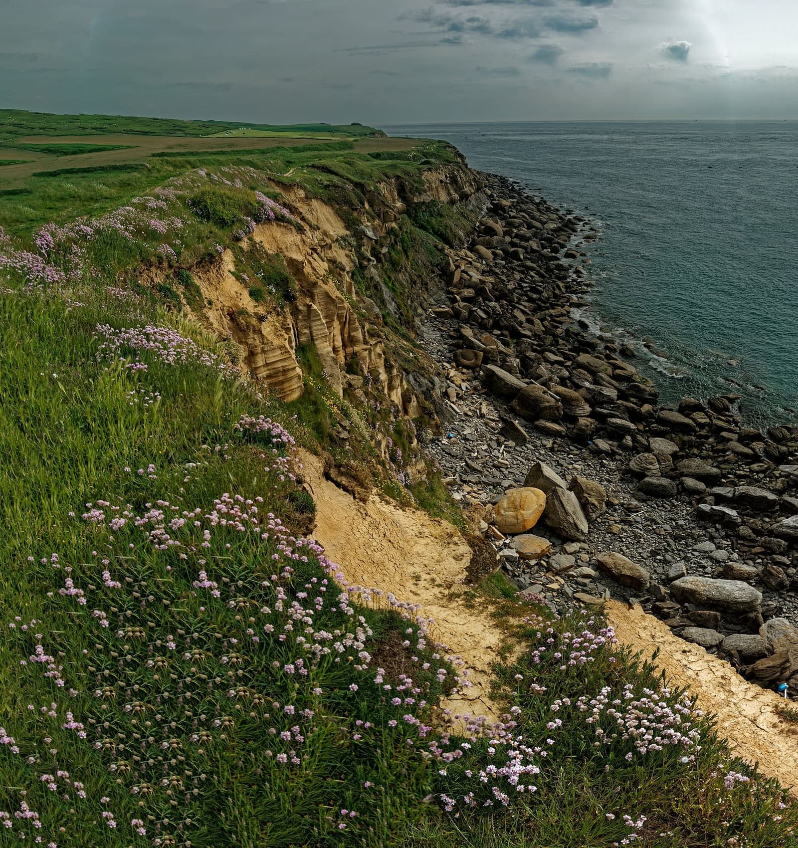 sea thrift in flower on the edge of the Gris-Nez cliff
