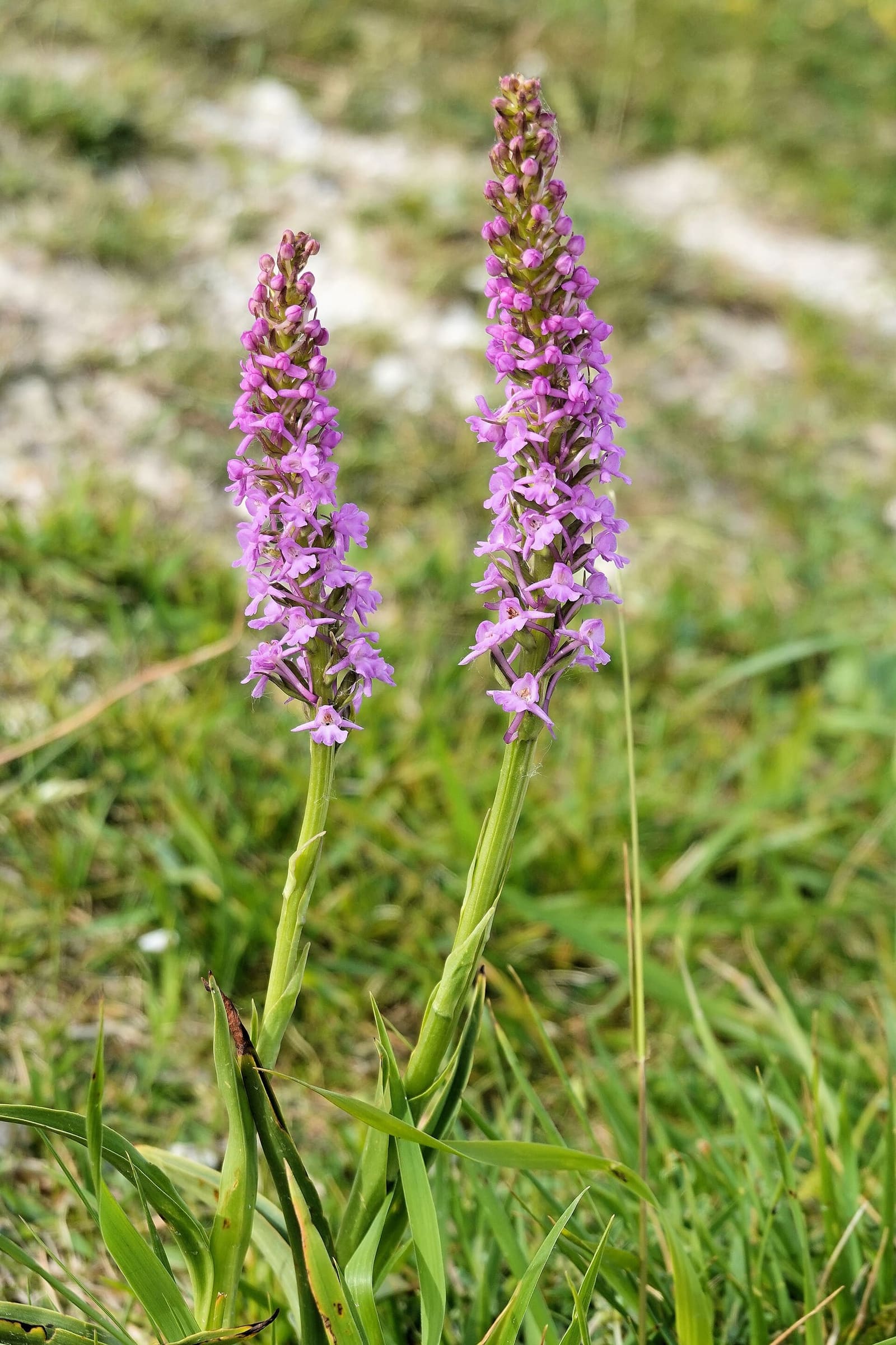wild orchids in the chalk grassland of Blanc-Nez