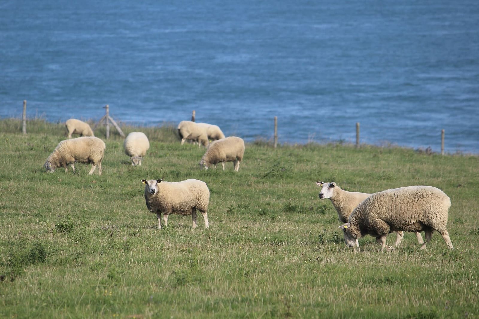 sheep grazing on the grassland above the sea, at Gris-Nez