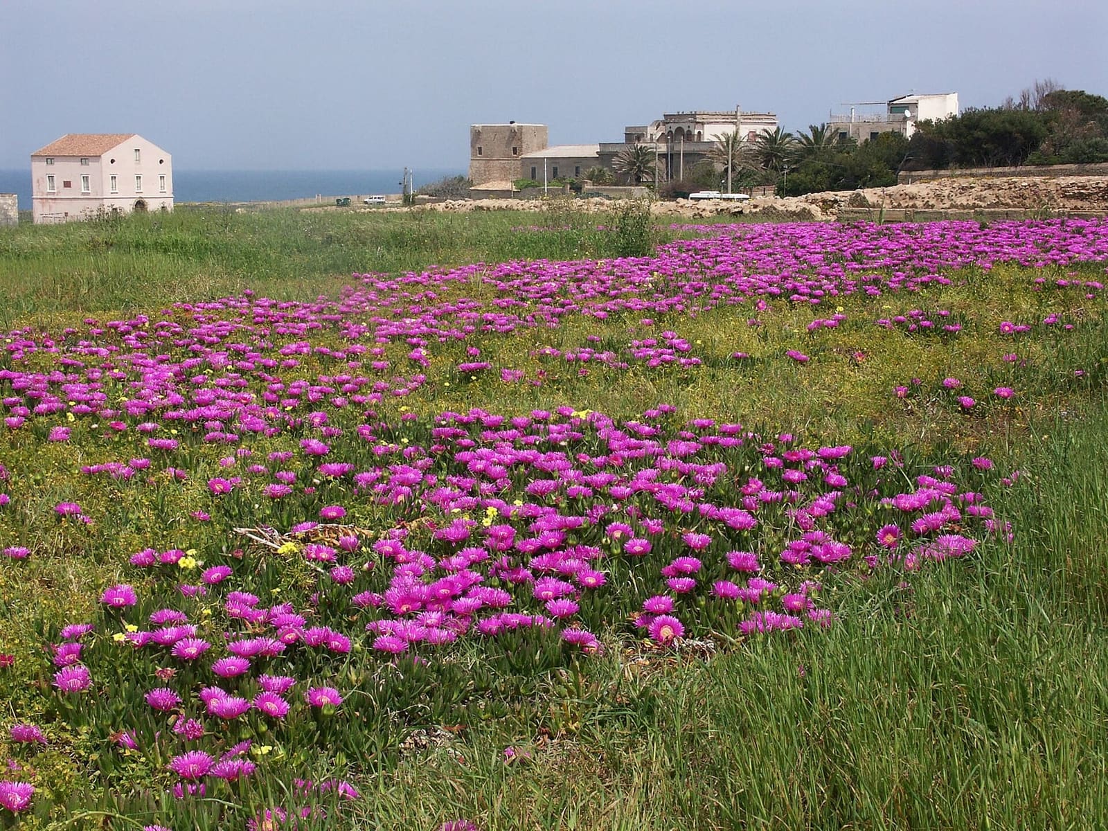 le promontoire en avril, fleuri, avec la Torre Nao et les villas au fond