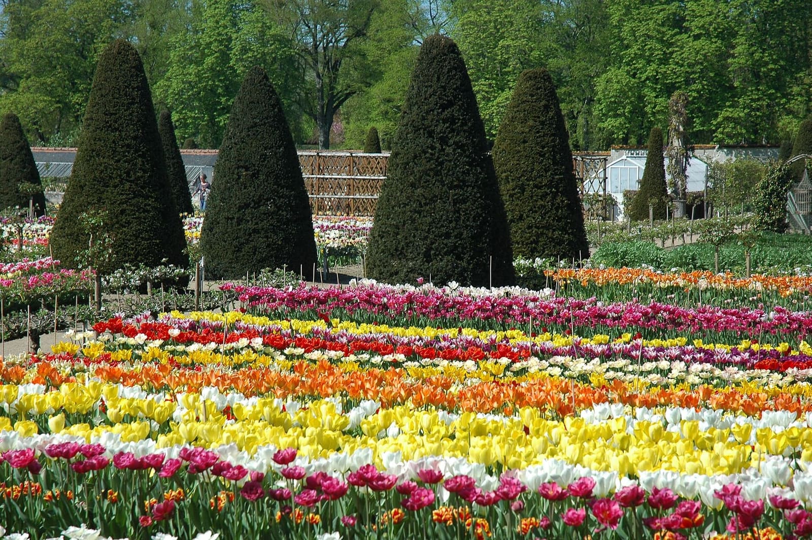 blühende Tulpen im Gemüsegarten zwischen kegelförmigen Eiben, im April