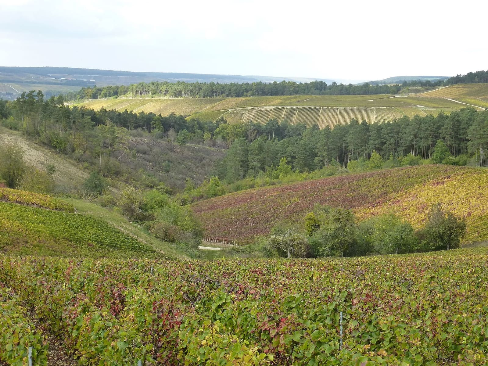 le vigne di Les Riceys in autunno, sui pendii della valle fra i boschi di pini