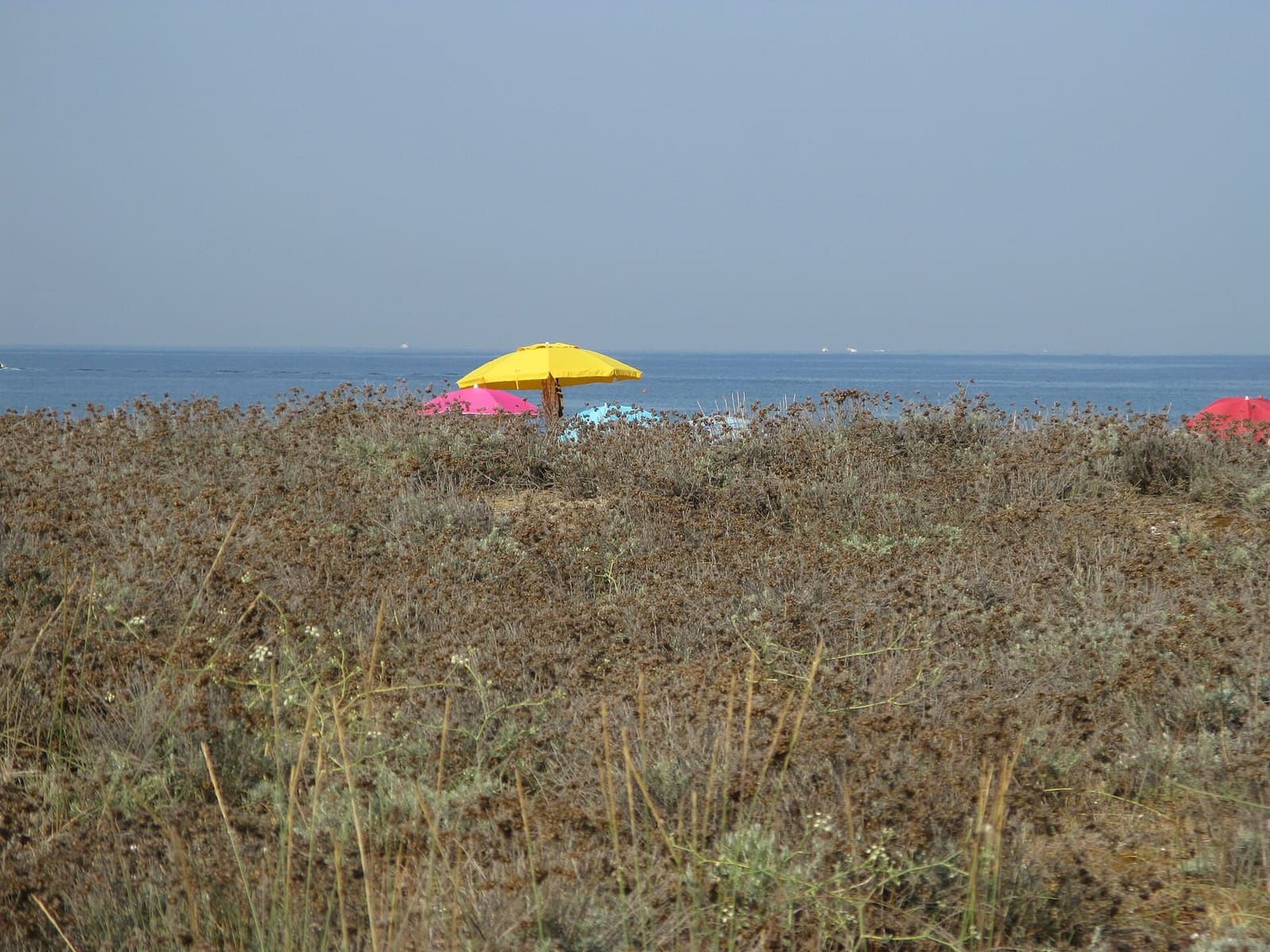 une bande de mer et les parasols au-delà de la végétation des dunes