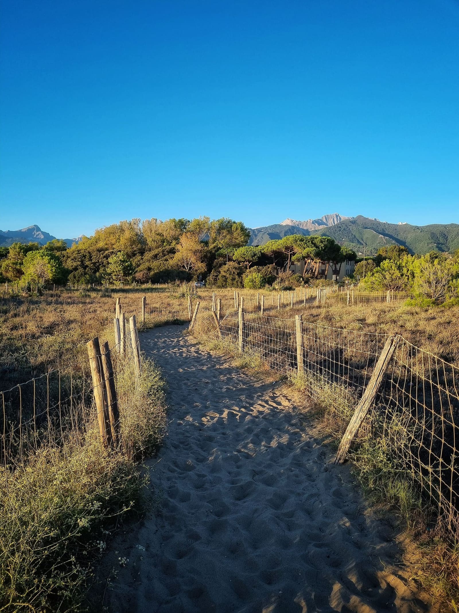 un sentier entre les dunes de Forte dei Marmi, avec les Apuanes à l'horizon