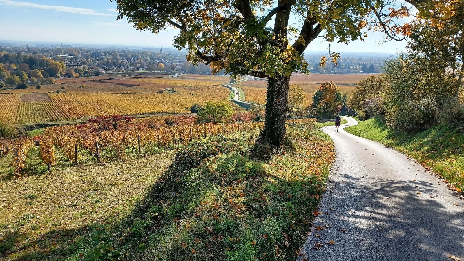le vigne della Côte sopra Beaune in autunno, con la pianura in fondo