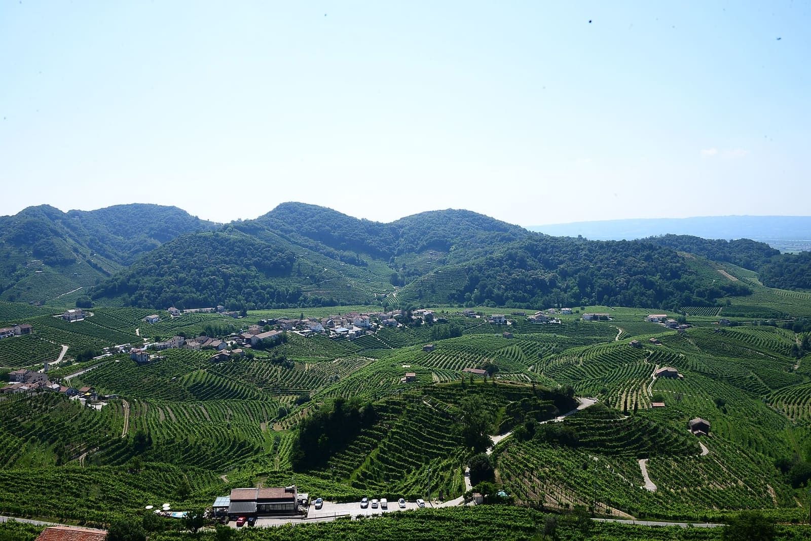le vigne del Cartizze a Valdobbiadene, con le colline del Prosecco dietro, in una mattina di giugno