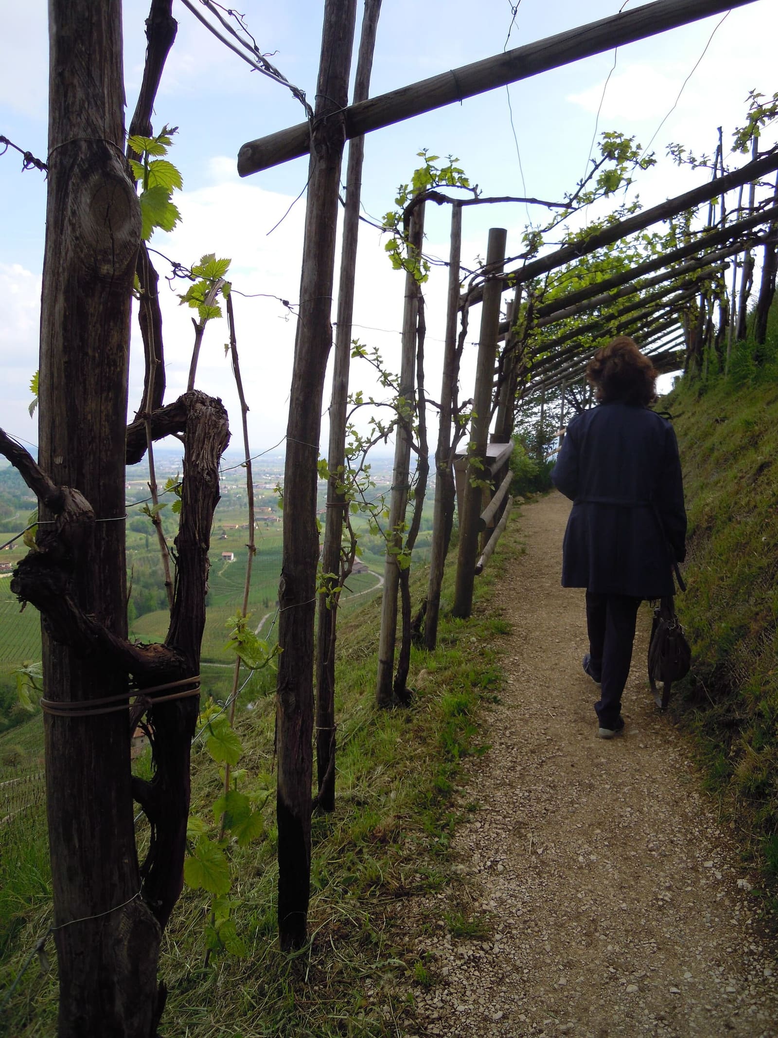 un sentiero sotto la pergola di vite con le foglie nuove, a fine aprile, a Valdobbiadene