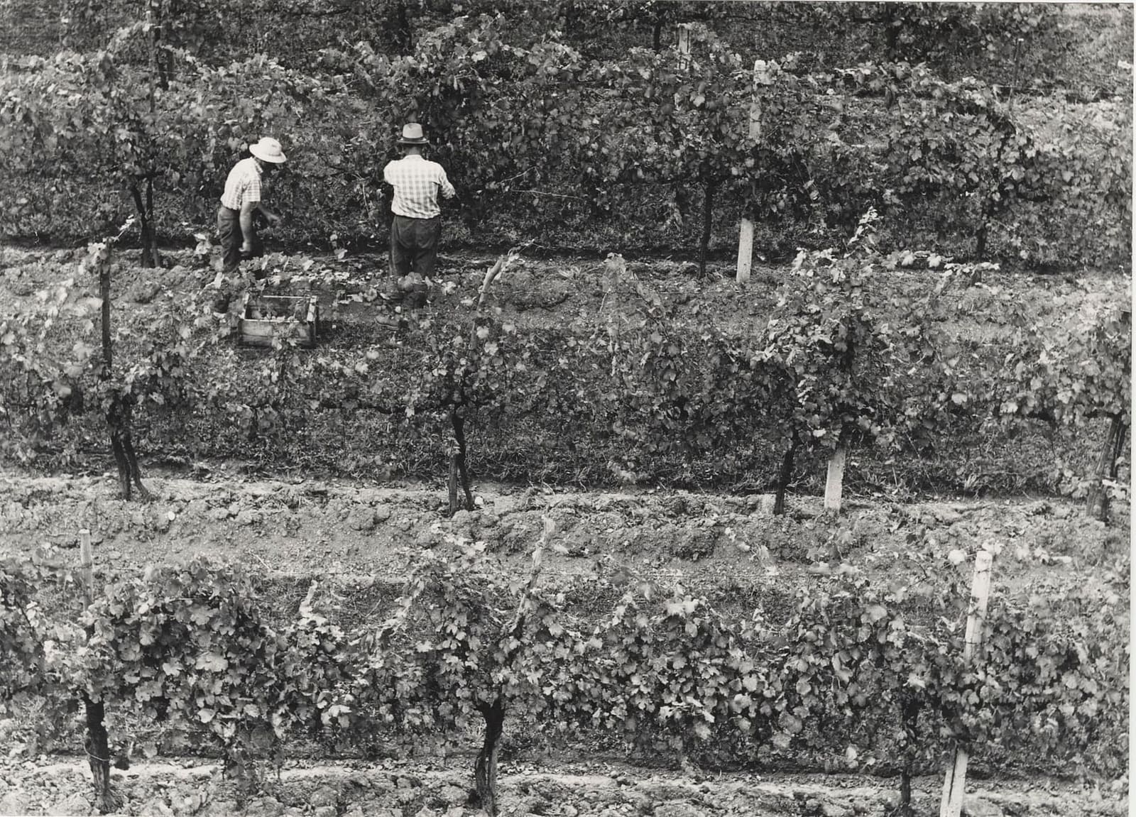 la vendemmia a mano in una vigna di Valdobbiadene, nel 1961