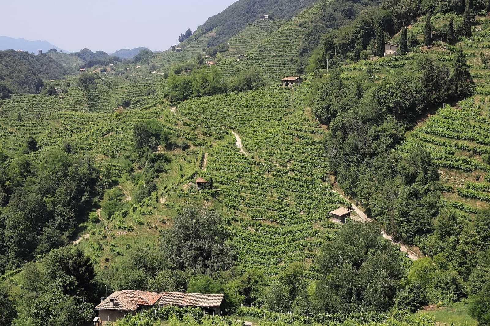 le Rive ripide lavorate a mano, con i sentieri che salgono fra i filari