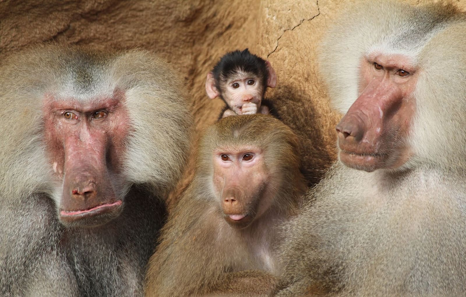 una famiglia di babbuini con il piccolo allo zoo di Colonia