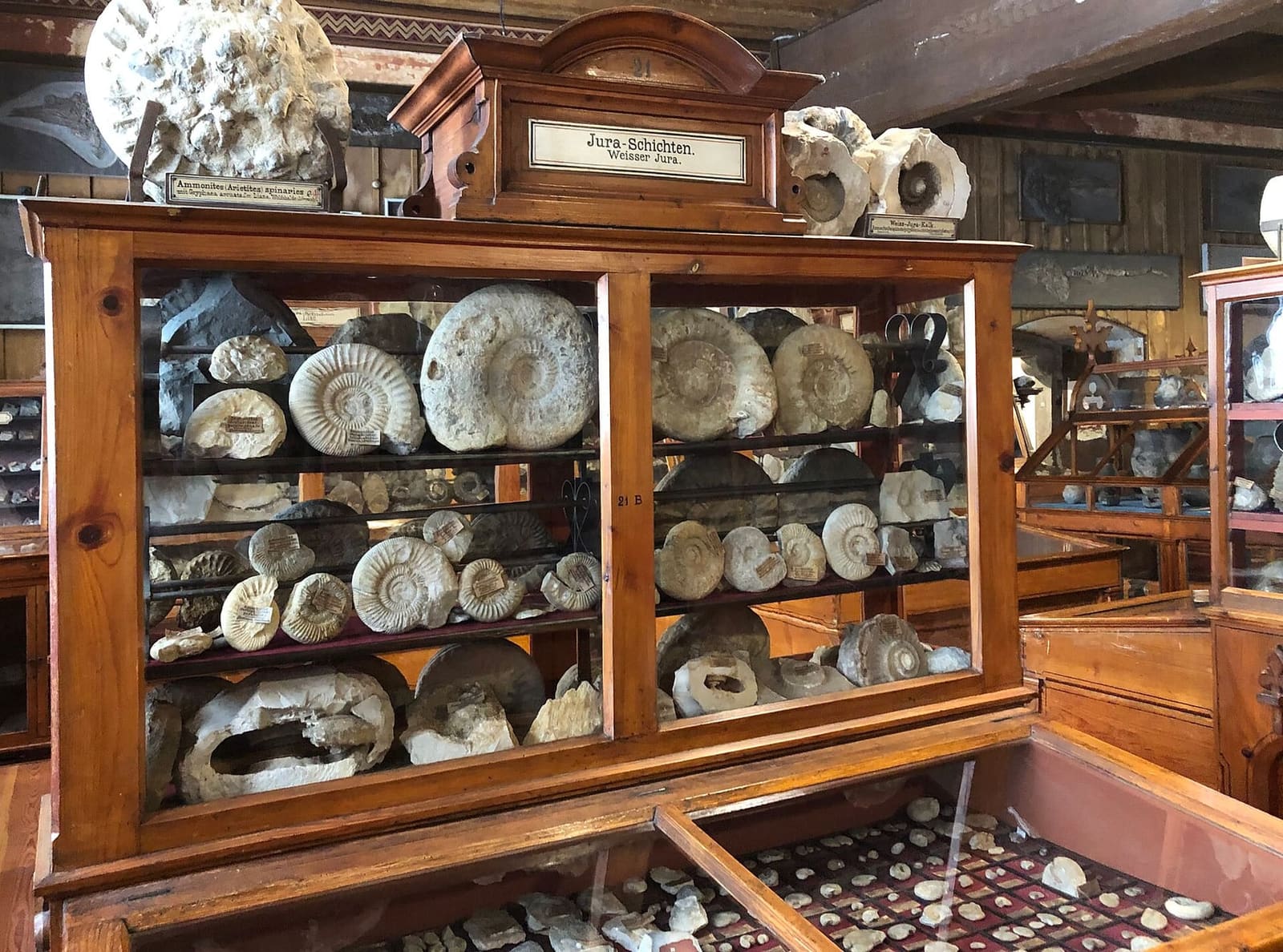 le vetrine di legno con le ammoniti del Giura nella sala Leiner del Rosgartenmuseum