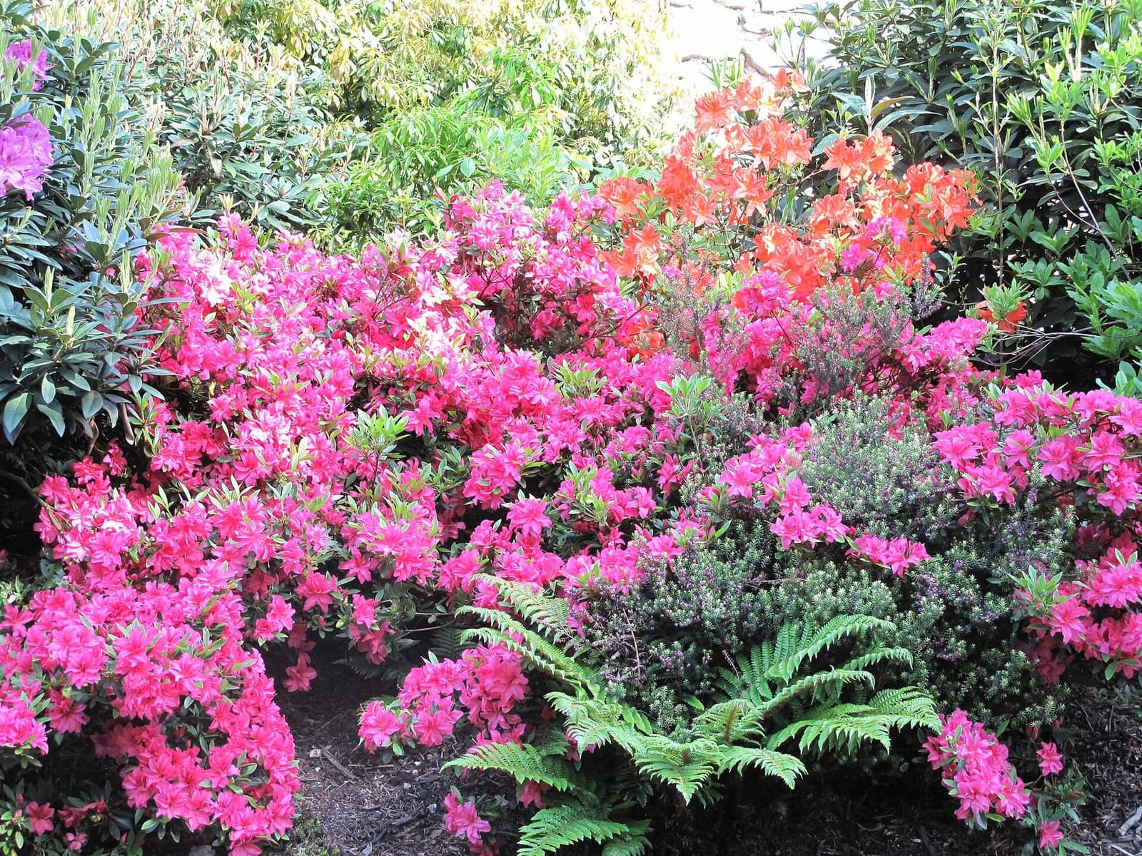 i rododendri e le azalee in fiore nel parco degli hotel, a maggio
