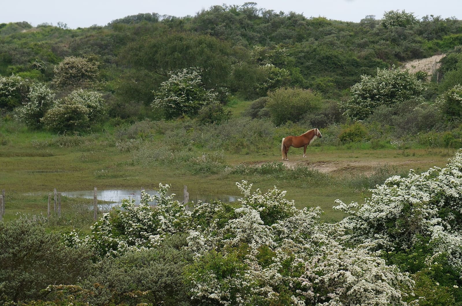 a horse grazing in the Dune Marchand among the flowering hawthorns, at the end of May