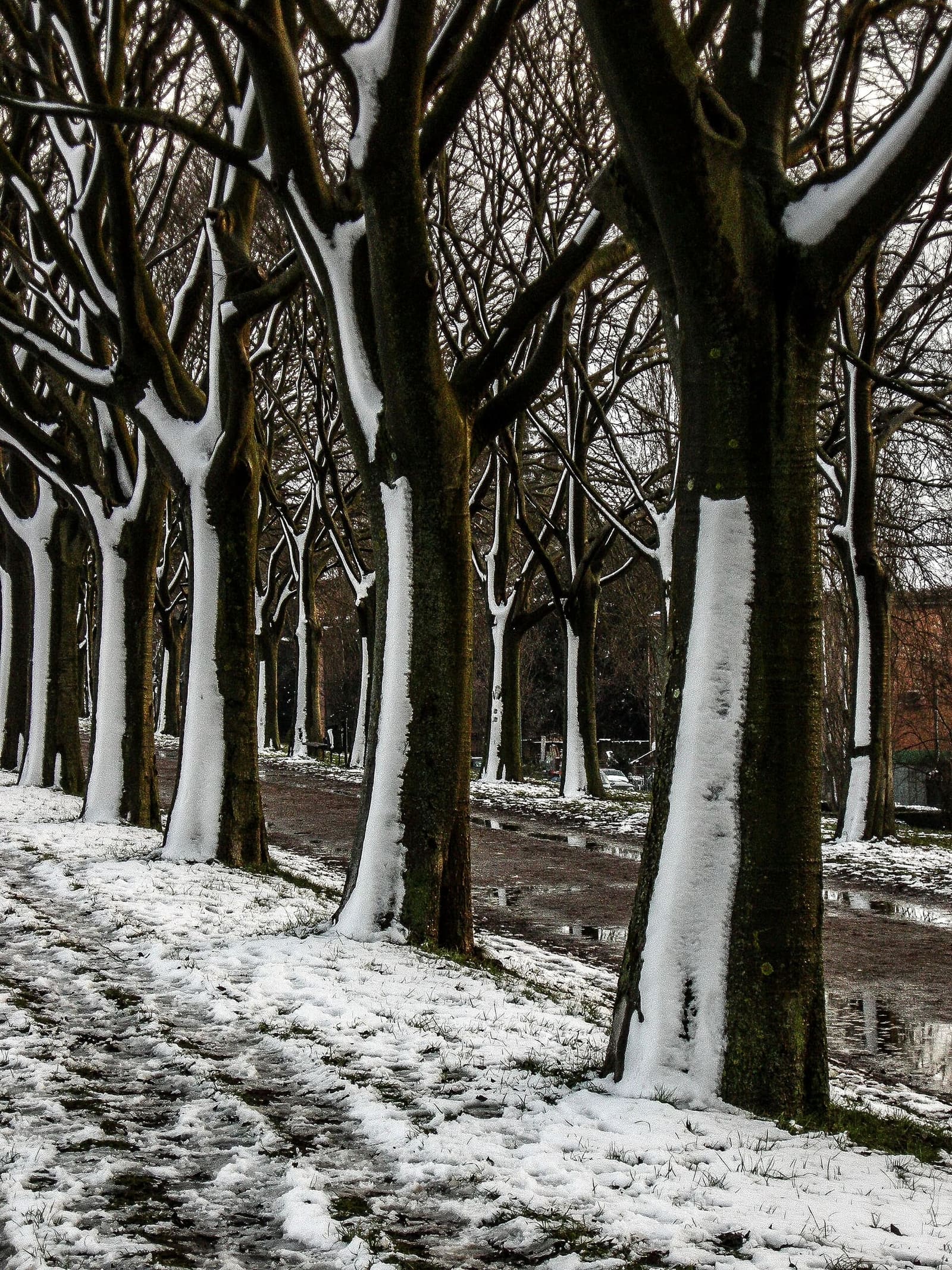 il viale alberato in cima alle mura fra il torrione di San Giovanni e la Porta degli Angeli, con la neve