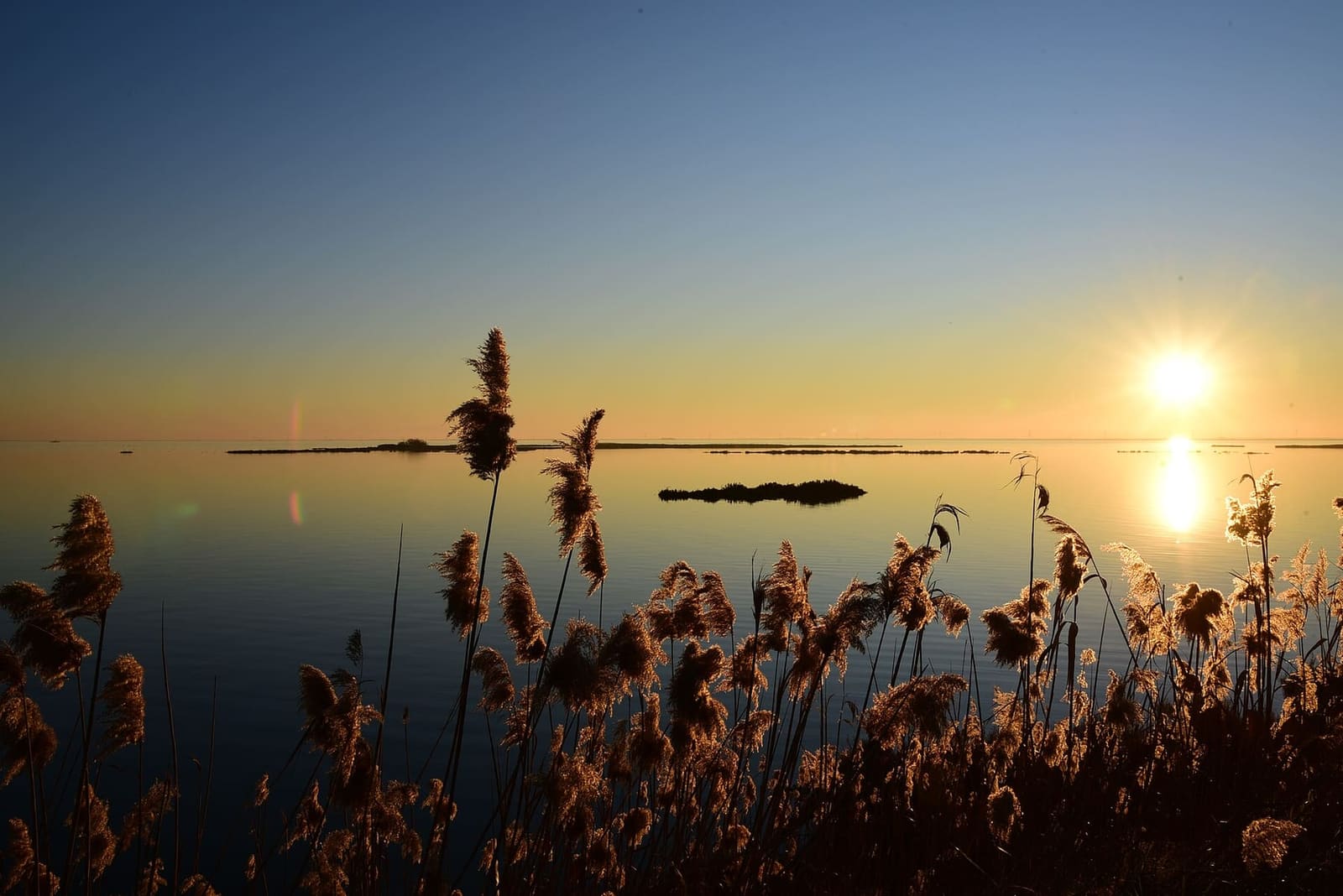 un tramonto d'inverno sulle Valli di Comacchio, con le canne in controluce