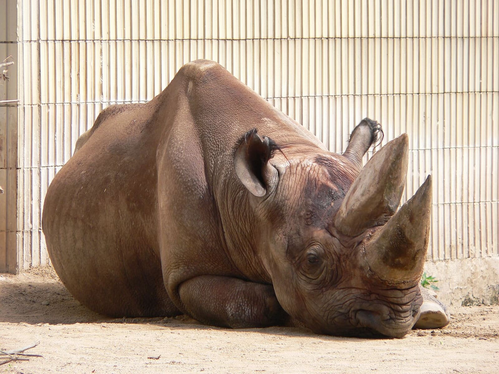 un rinoceronte nero sdraiato al sole nel suo recinto allo zoo di Francoforte