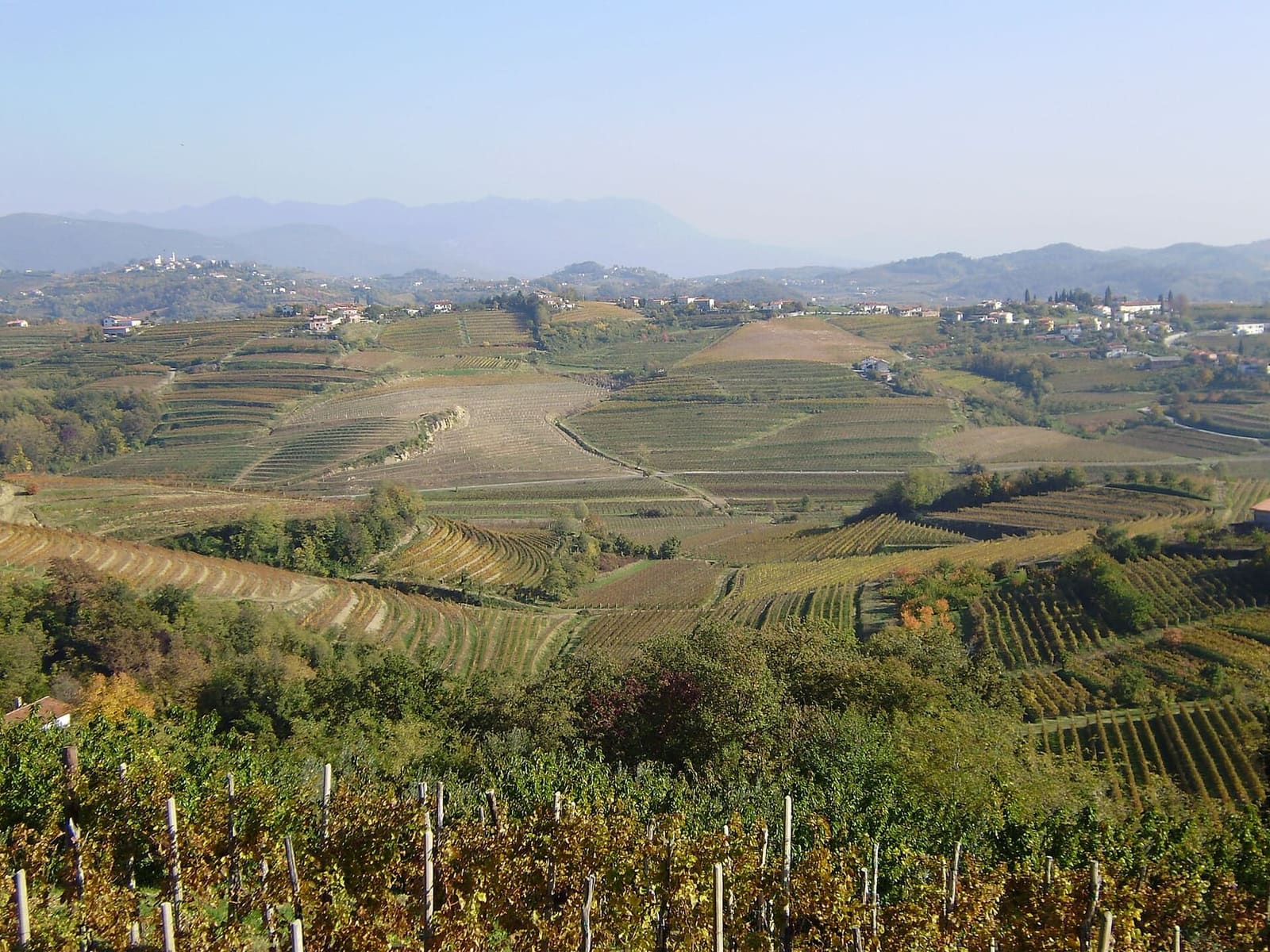 die Weinhügel der Goriška Brda, des slowenischen Collio
