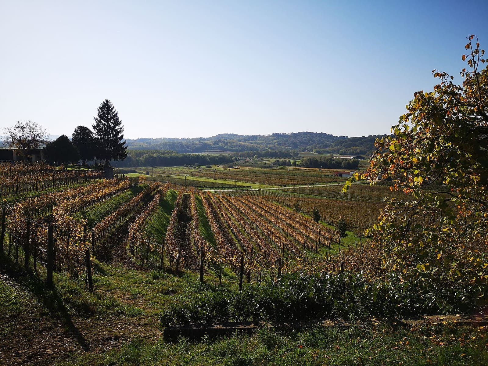die Weinberge des Collio Goriziano bei Oslavia im Herbst