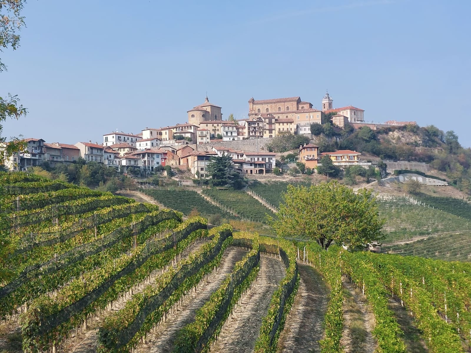 La Morra in cima alla collina, con le case raccolte intorno alle chiese e i filari che salgono fino al paese