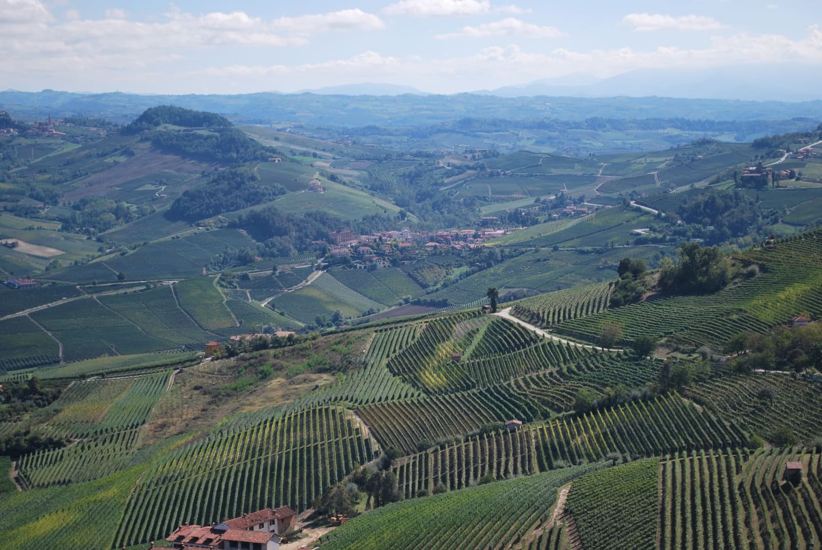i filari che scendono dalla collina di La Morra verso la valle di Barolo