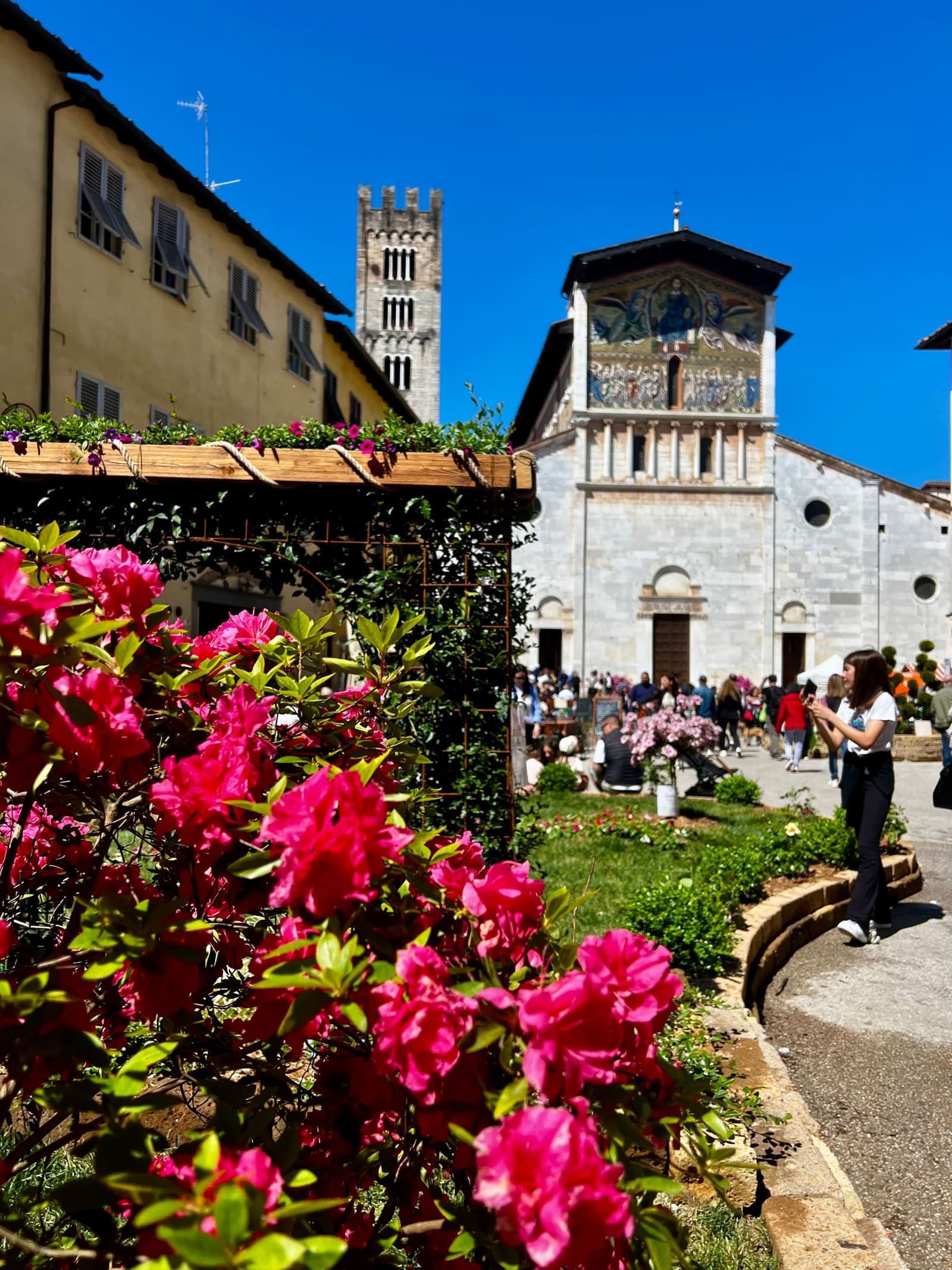 le azalee della mostra mercato di Santa Zita davanti alla basilica di San Frediano