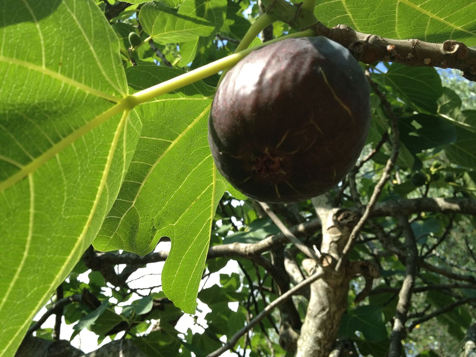 eine reife Feige am Baum, in Terradura