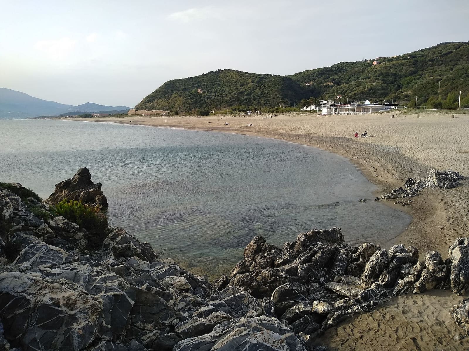 die Garigue mit Genista cilentana auf den Felsen über dem Strand