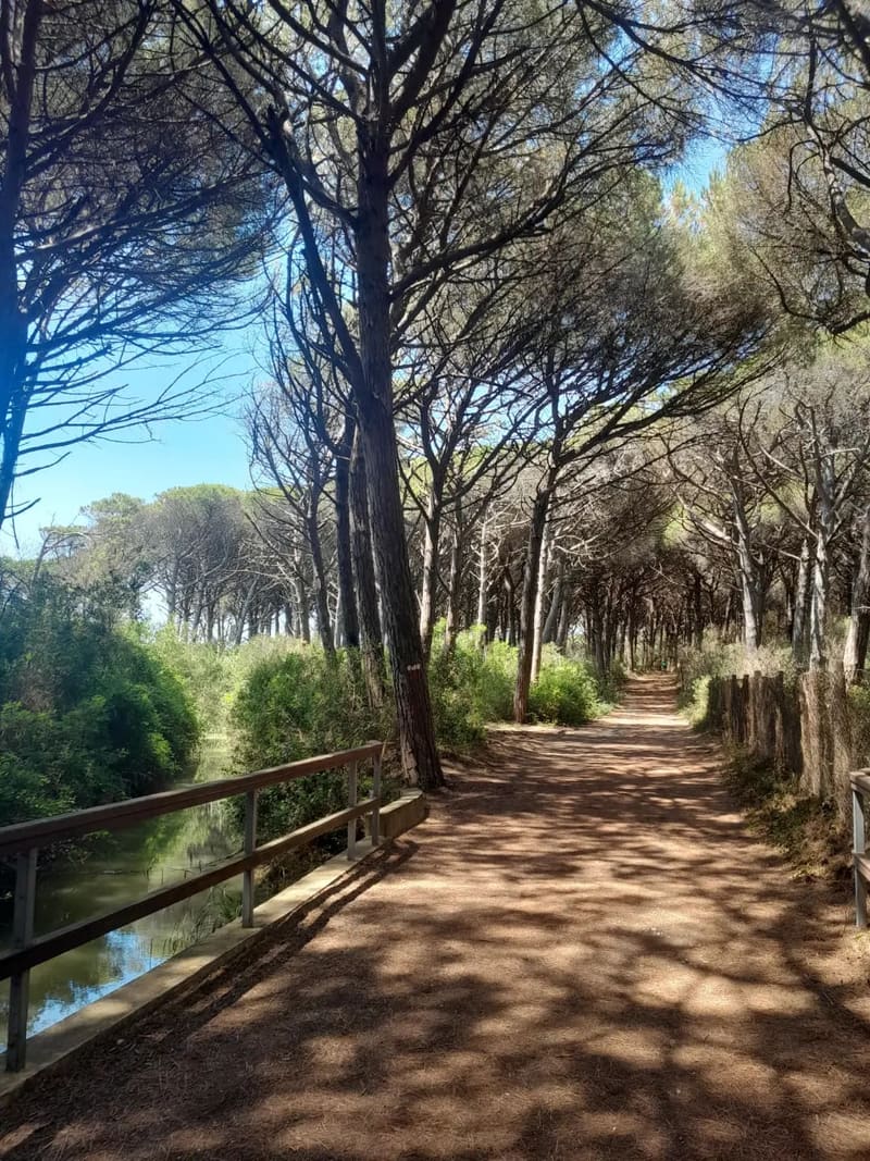 il canale che corre a fianco del viale, dietro la staccionata di legno