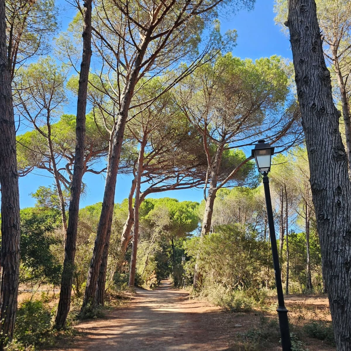 il viale sterrato fra i pini domestici, con un lampione in mezzo