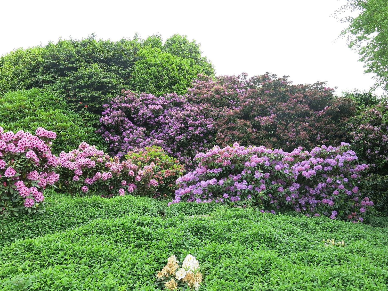 i rododendri fioriti nel Jardin des Plantes di Avranches, a fine maggio