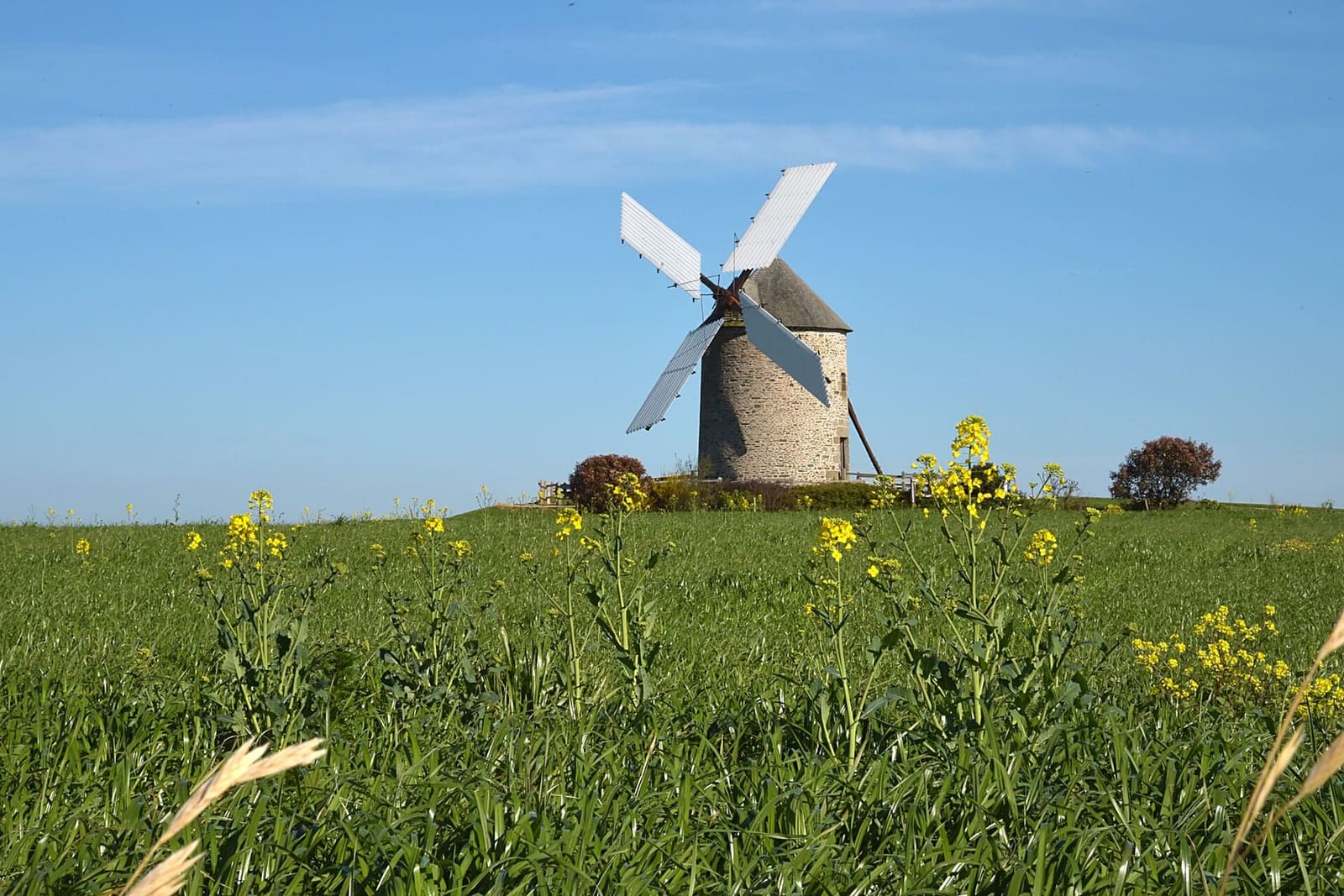 il Moulin de Moidrey sulla collina, con i fiori gialli nell'erba, in aprile