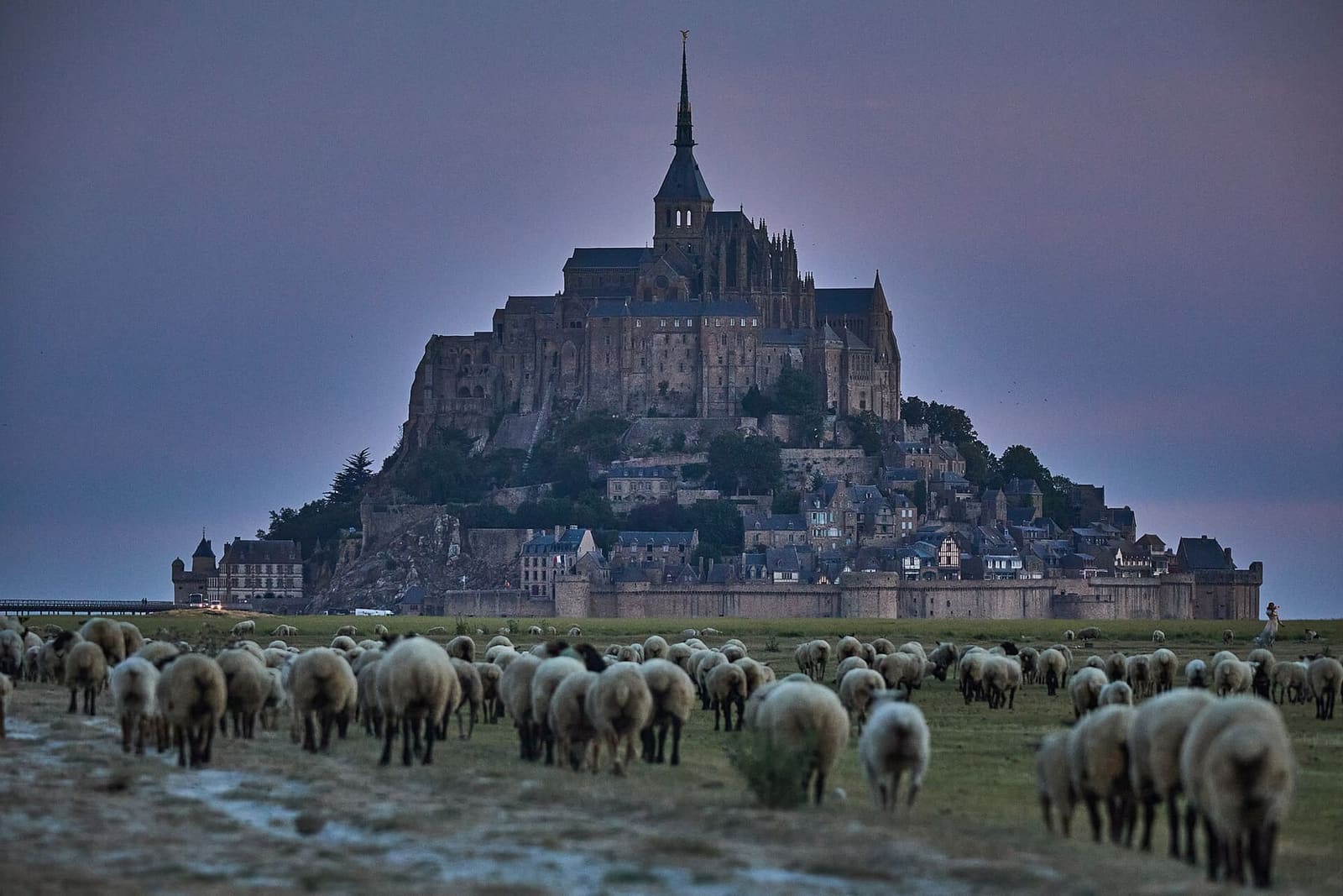 le pecore dei prés salés al pascolo davanti al Mont, a luglio