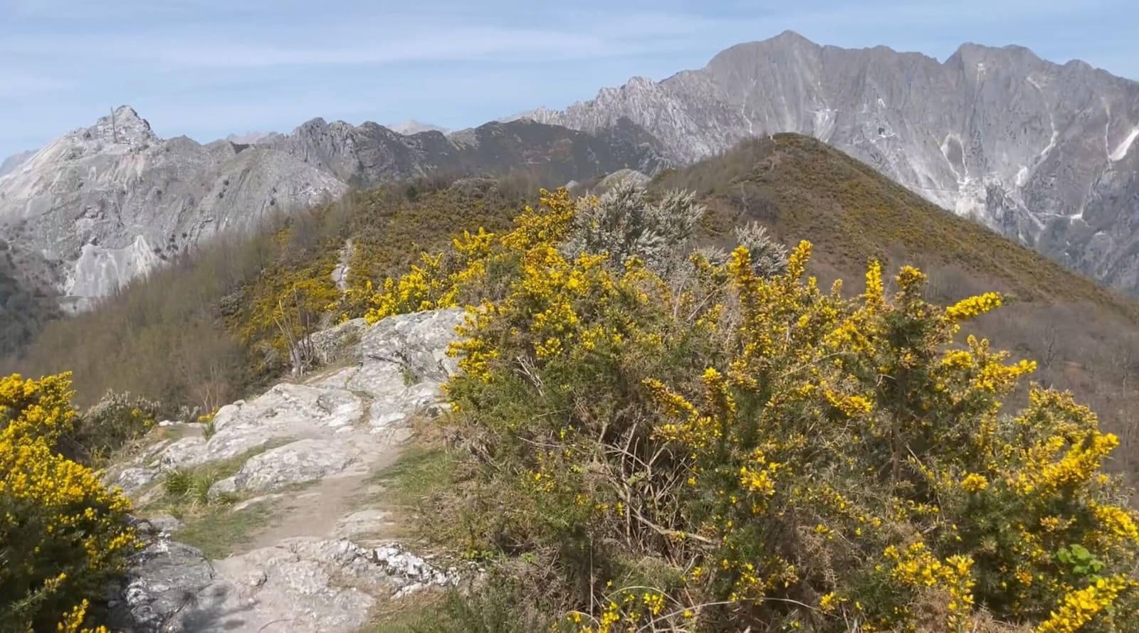 der Monte Altissimo und die Apuanischen Alpen vom Grat des Monte Folgorito aus, zwischen blühendem Ginster