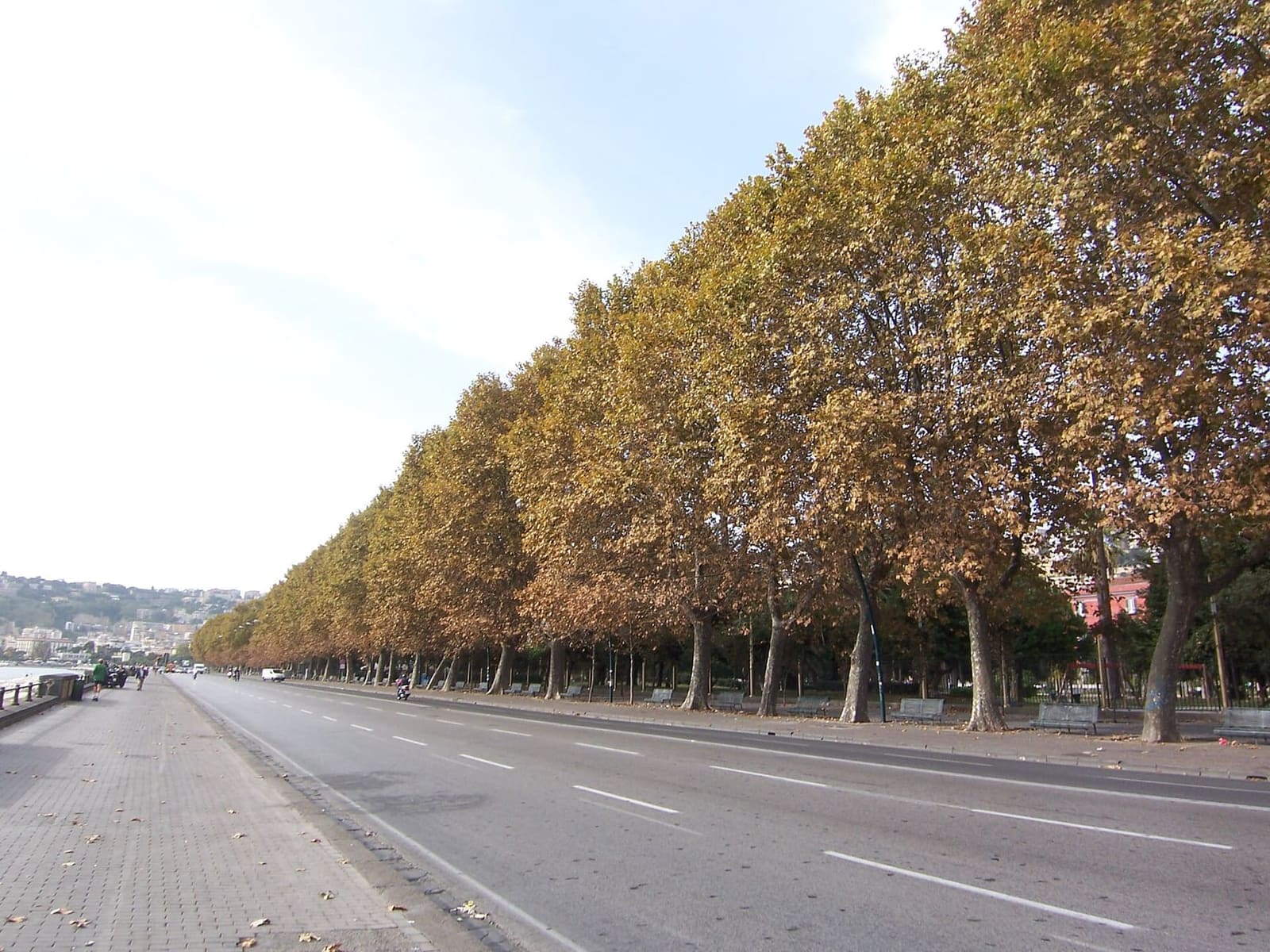 i platani di via Caracciolo con le foglie gialle d'autunno, lungo il mare