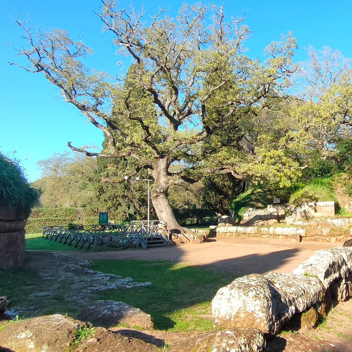 la grande quercia della necropoli, recintata da una passerella di legno, con i tumuli erbosi che le stanno intorno