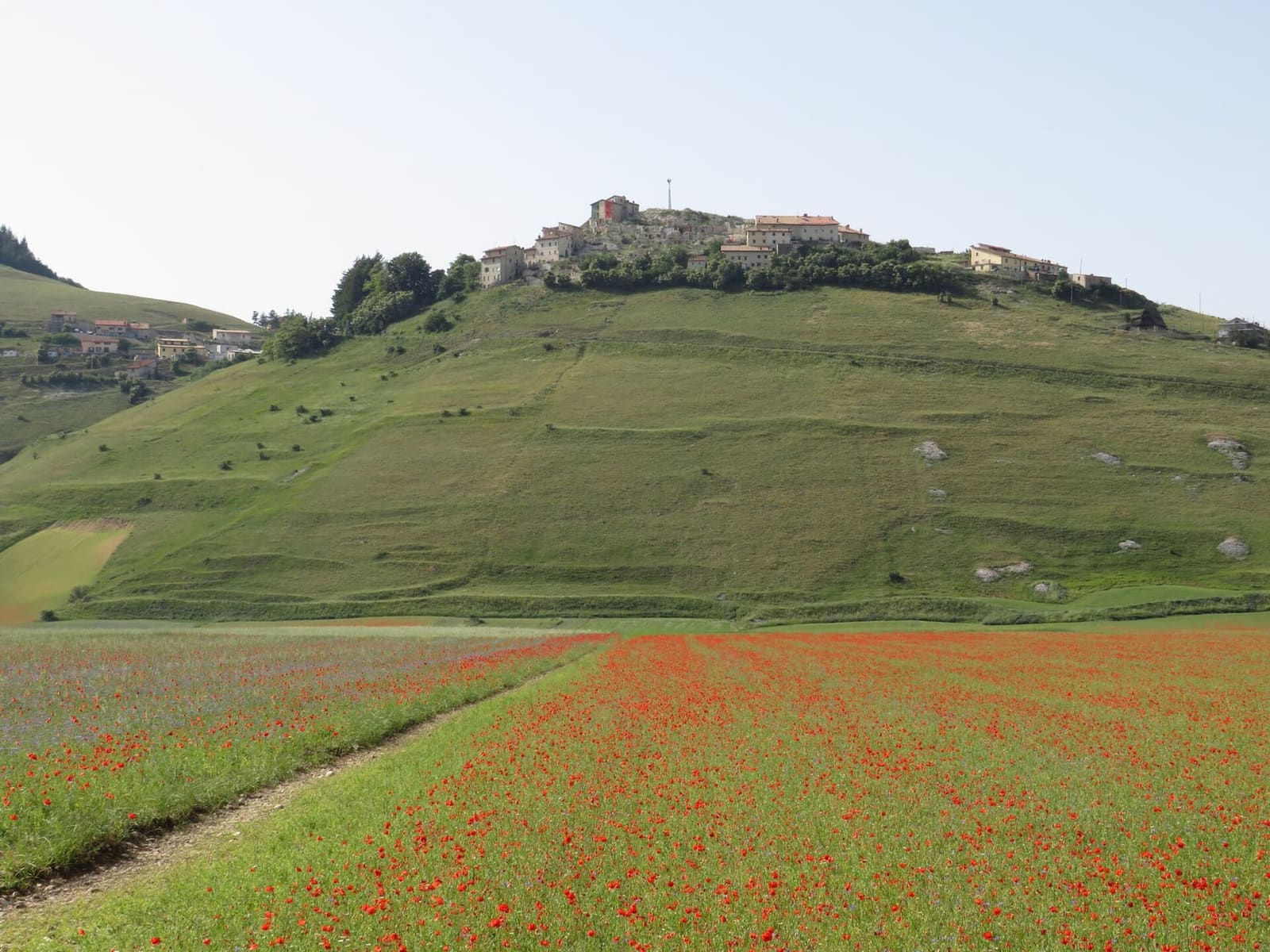 die Linsenfelder des Pian Grande mit Castelluccio auf dem Hügel, im Juni 2022