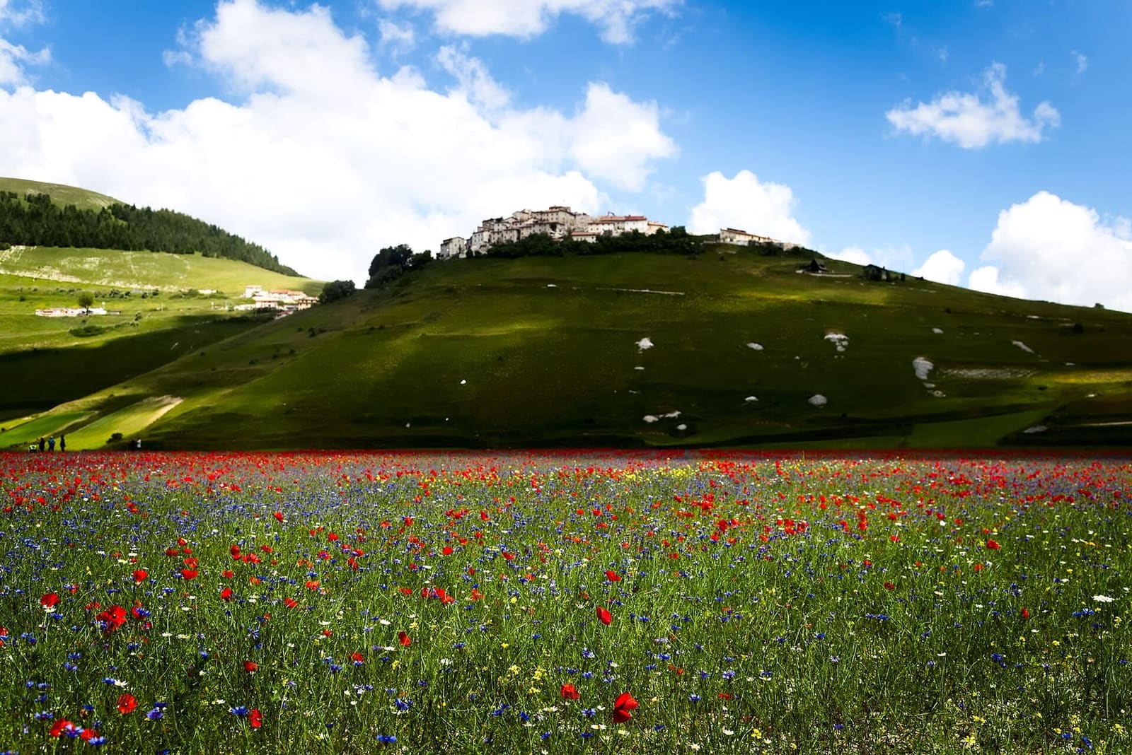 Castelluccio auf seinem Hügel über dem Mohn und den Kornblumen des Pian Grande, im Juli 2018