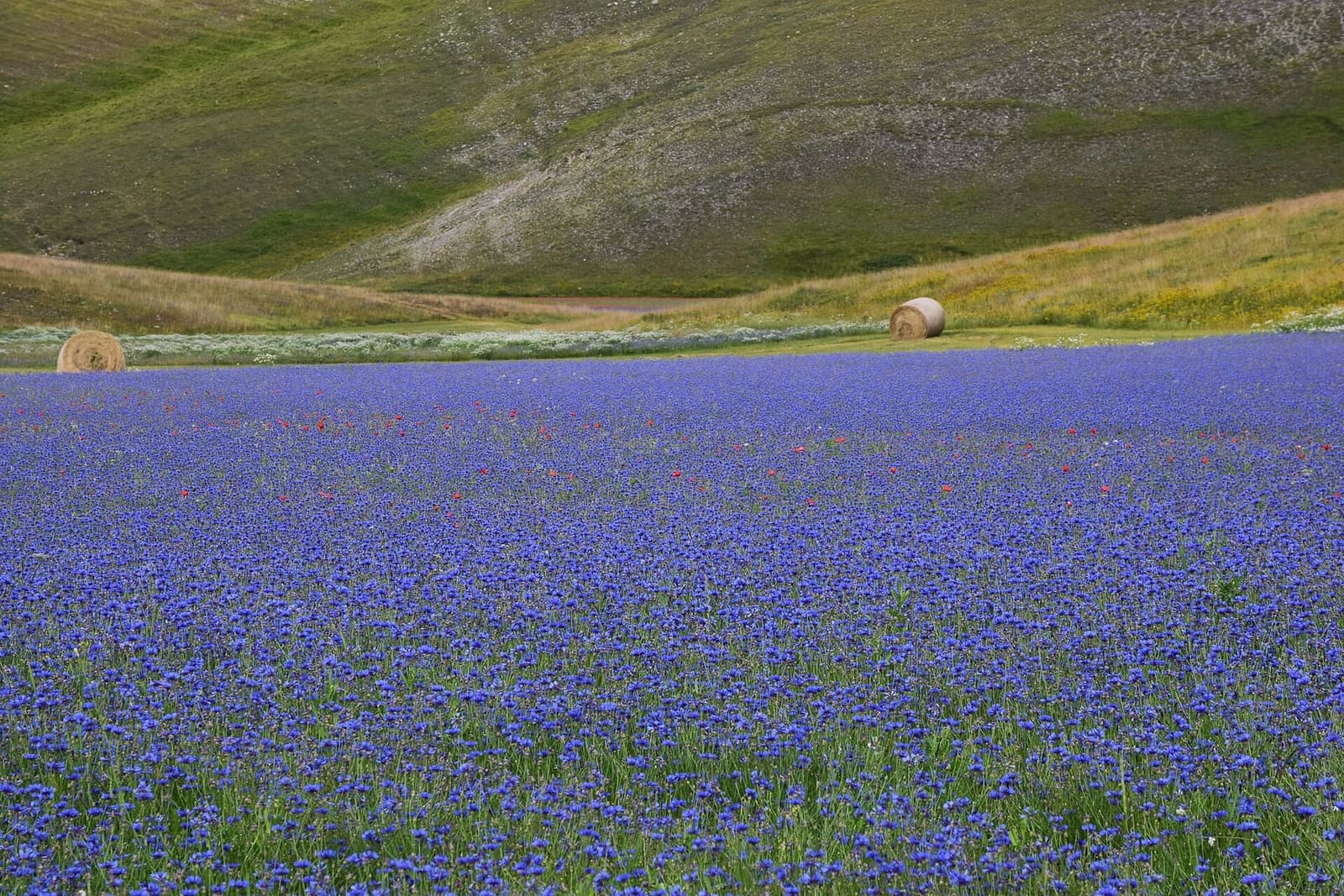 ein blühendes Kornblumenfeld auf den Ebenen von Castelluccio, im Juli 2018