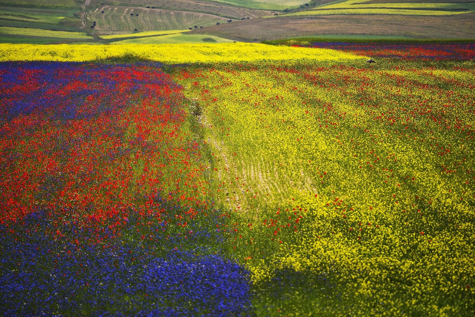 das Blau, das Rot und das Gelb der Blüte auf dem Pian Perduto, im Juli 2015