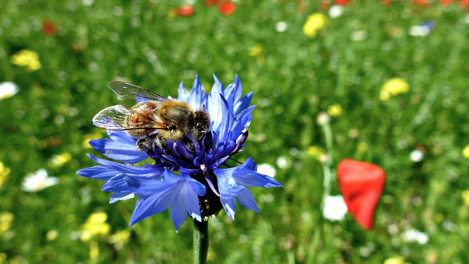eine Biene auf einer Kornblume während der Blüte auf den Ebenen von Castelluccio