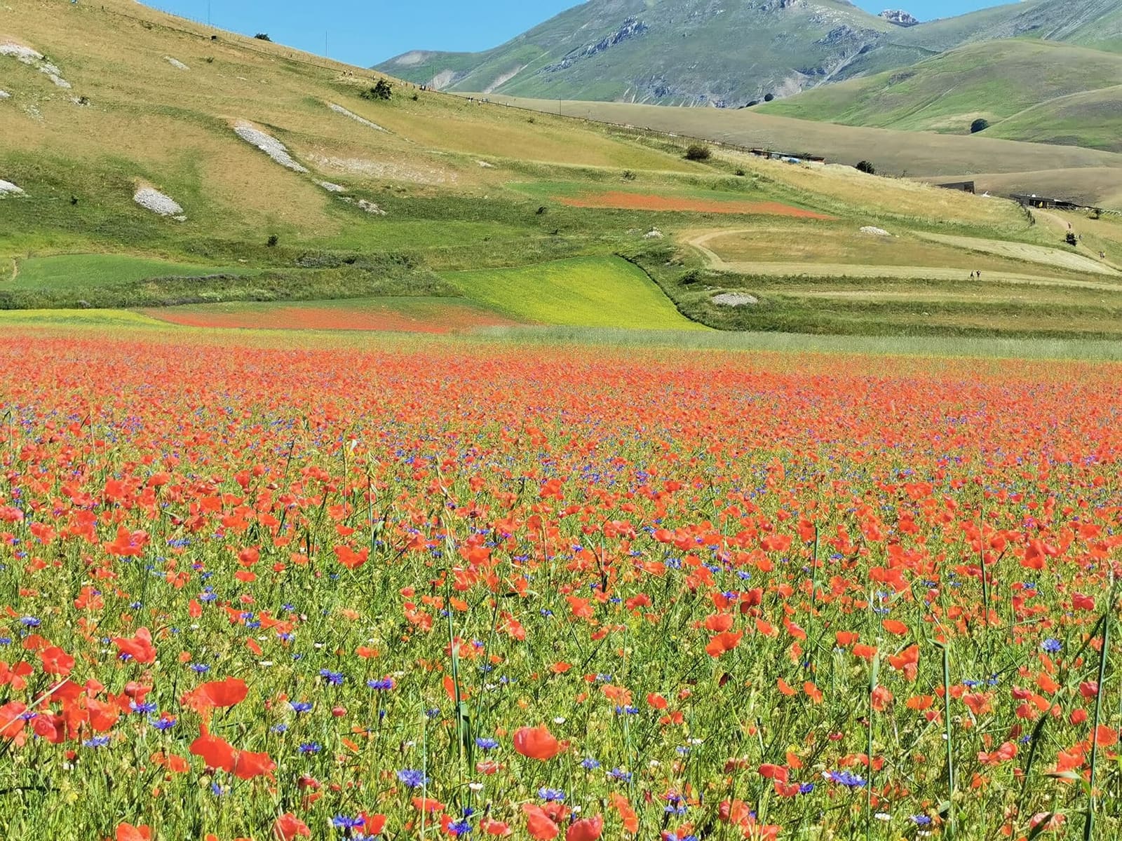 die blühenden Linsenfelder und der Mohn auf den Ebenen von Castelluccio, im Juni 2021