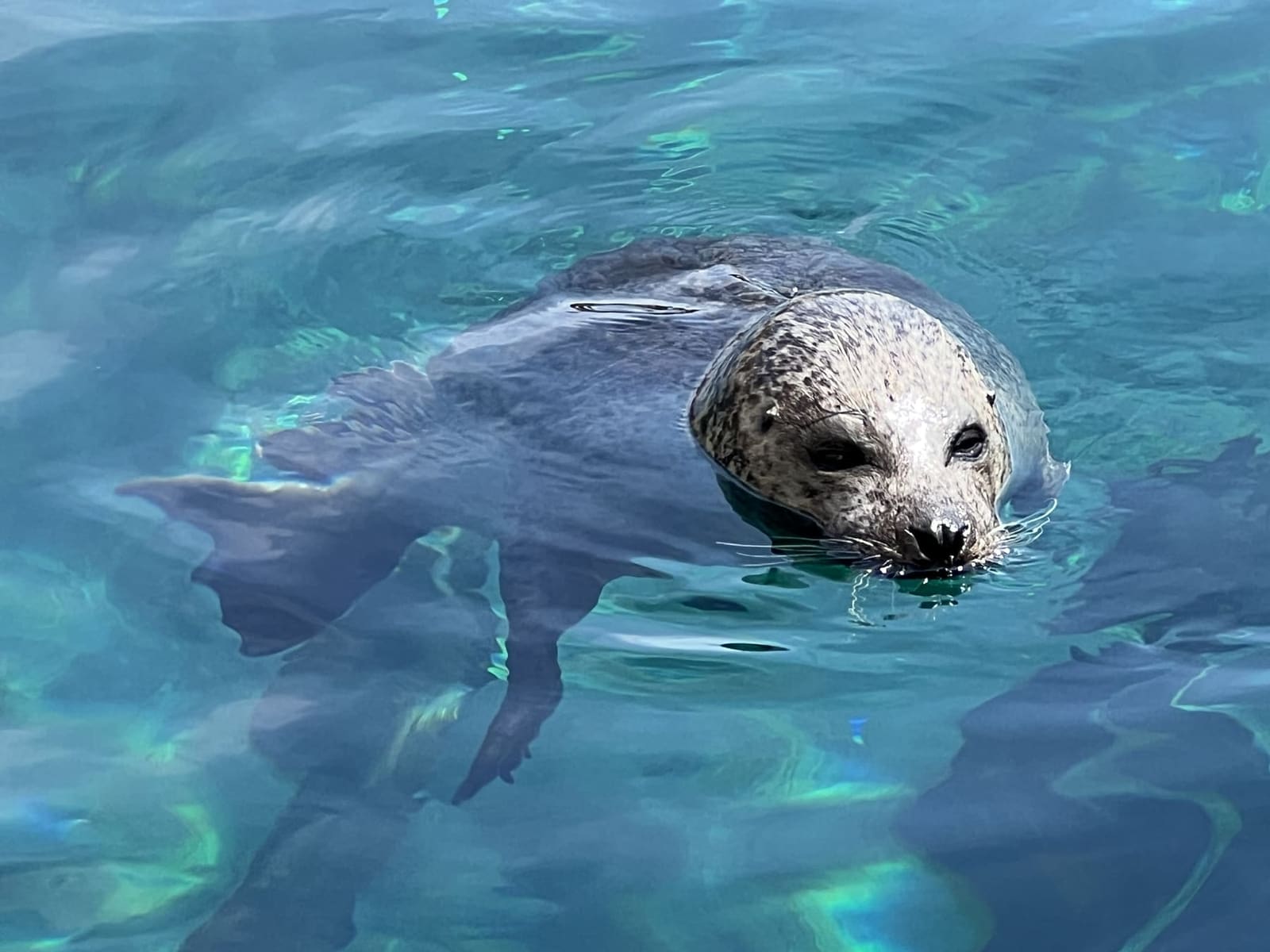 una foca affiora e guarda, nella vasca dei Temperats